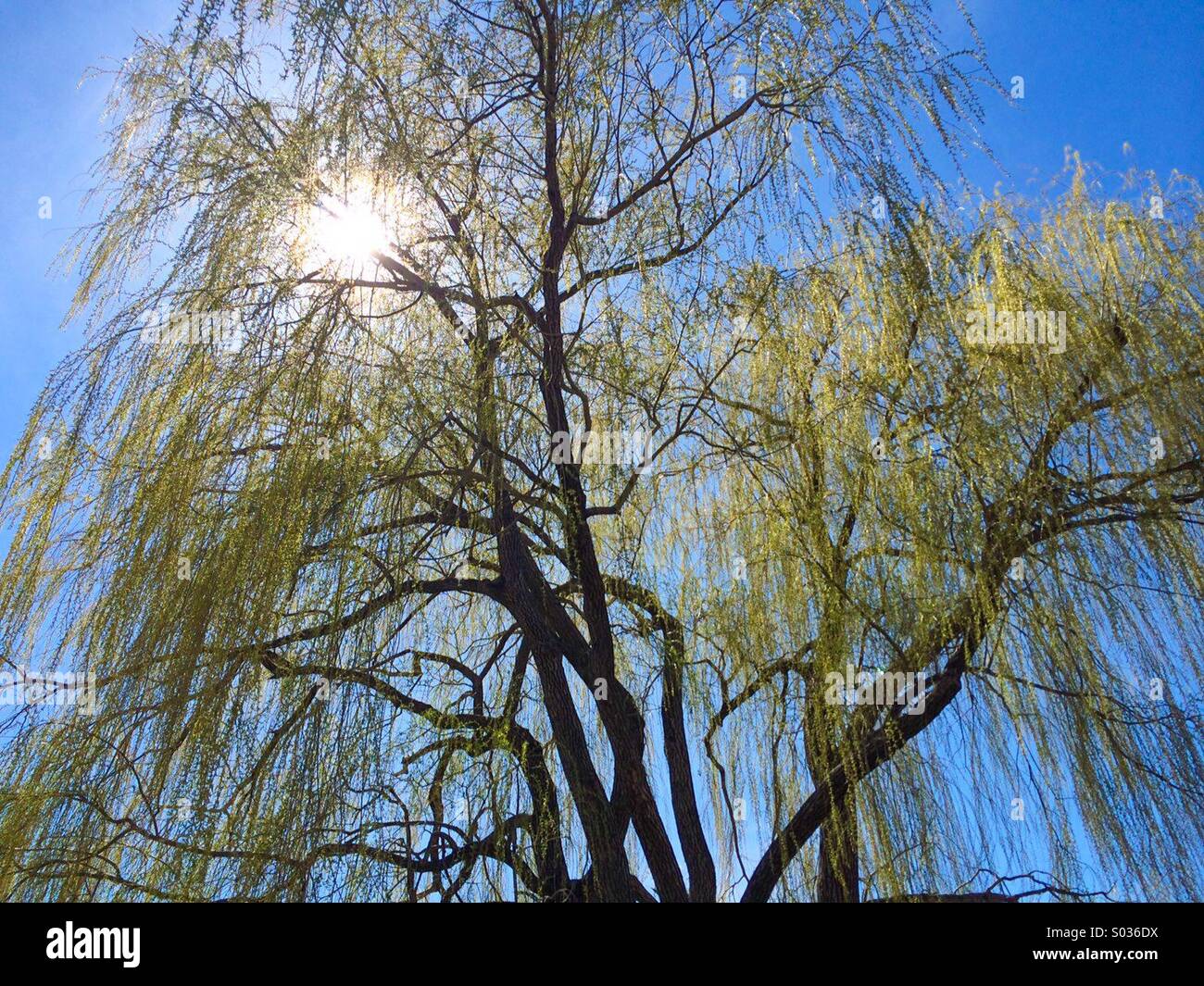 Sunlight with weeping willow - Smartphone Captured Stock Image