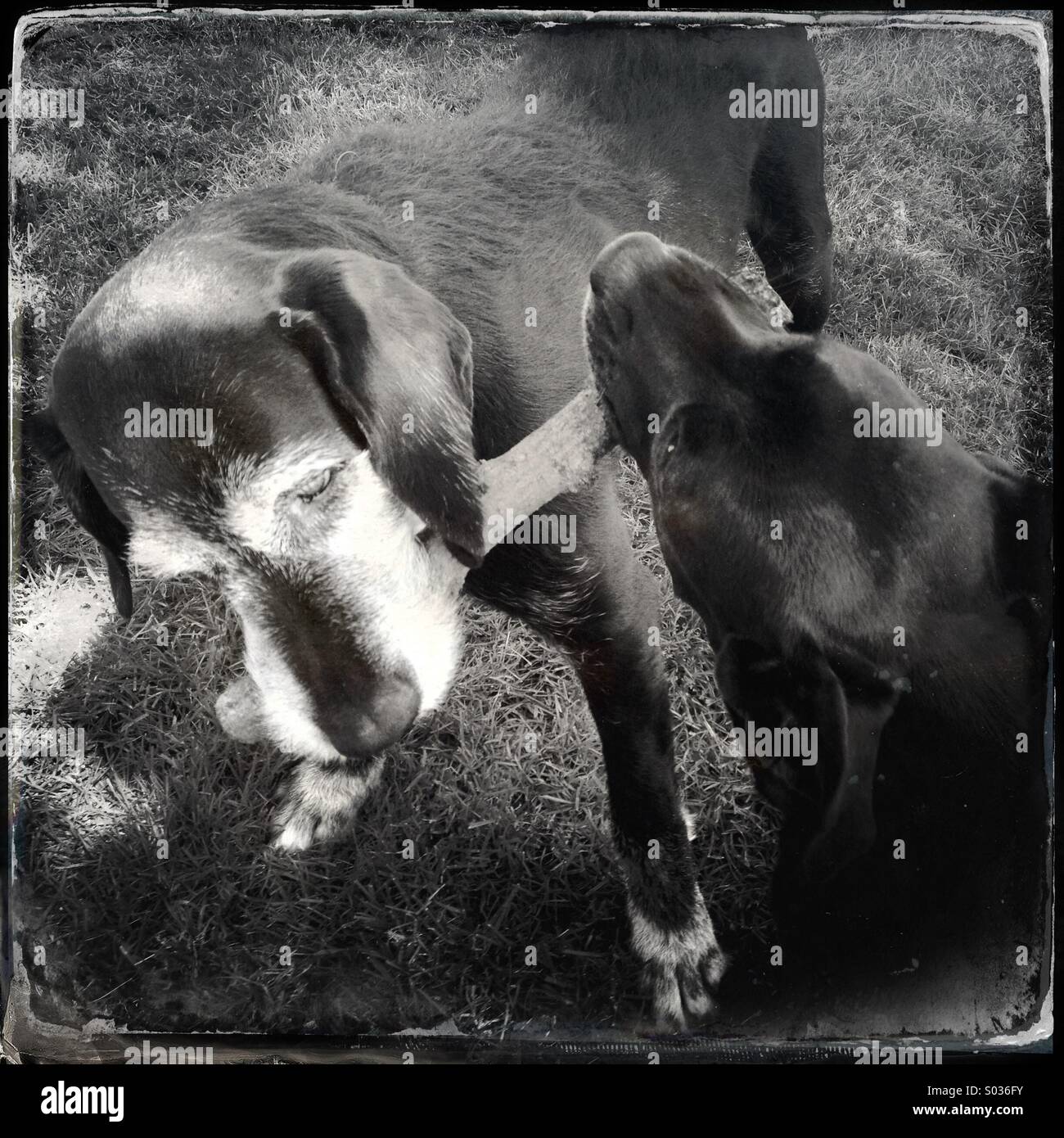 two dogs vie for a wooden stick - Smartphone Captured Stock Image