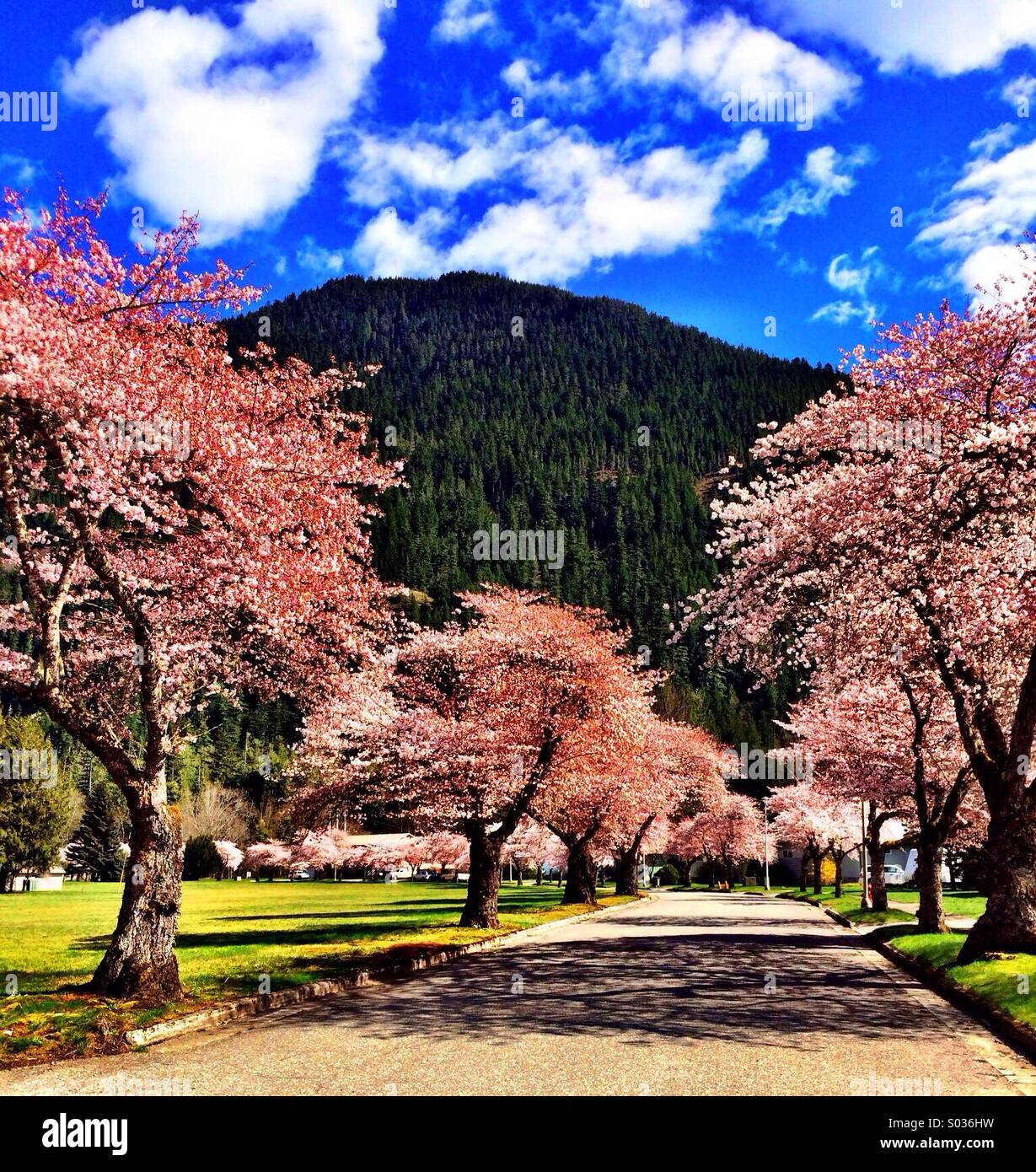Cherry blossoms& mountains Stock Photo