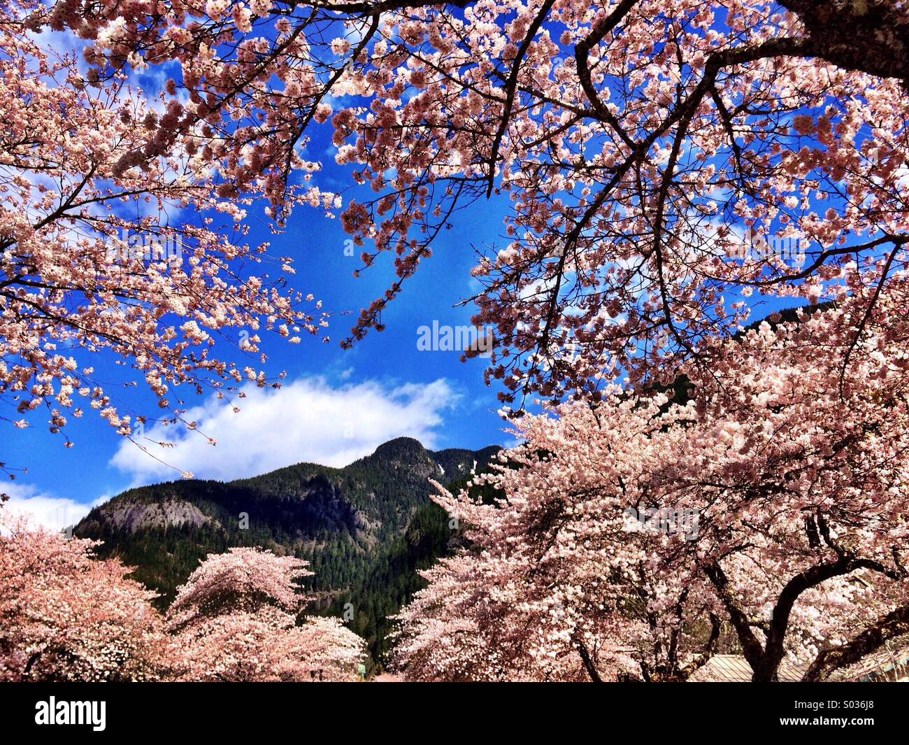 Cherry blossoms in the mountains Stock Photo