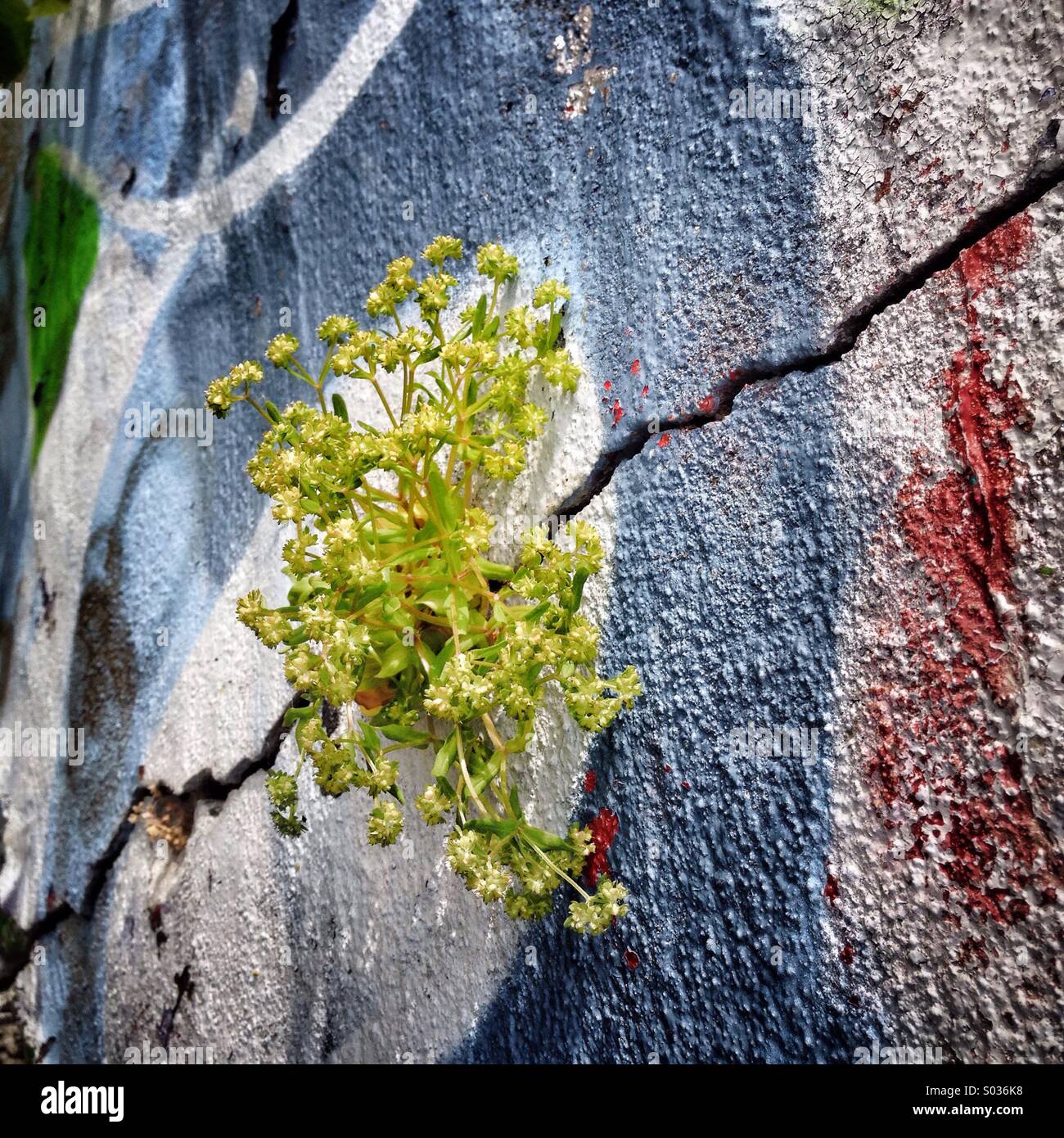 Crack In Wall High Resolution Stock Photography and Images - Alamy
