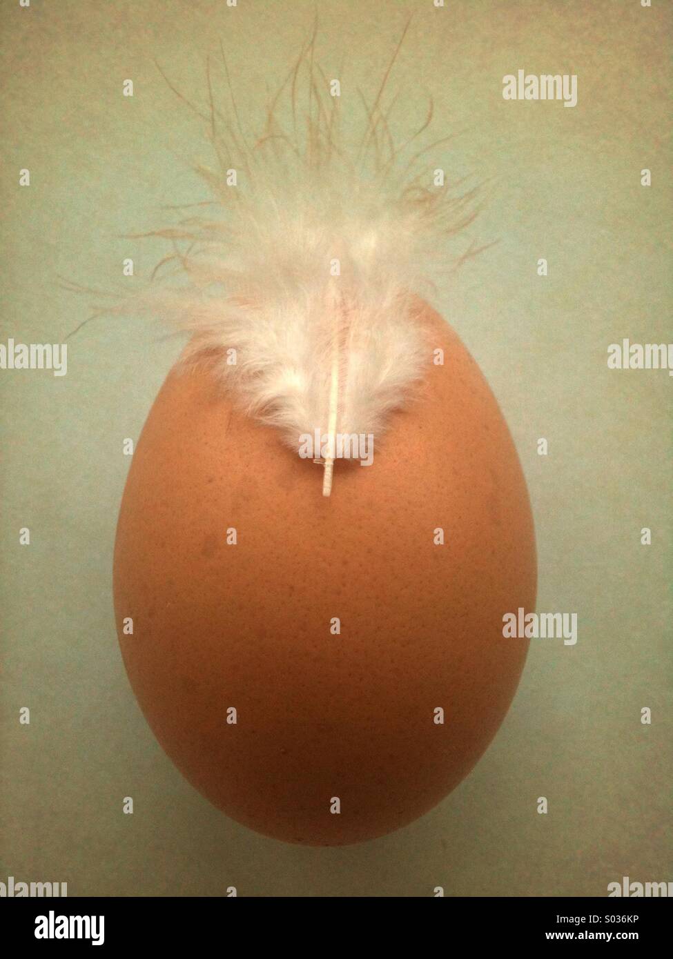 Brown shell egg with feather on soft blue distressed background. - Smartphone Captured Stock Image