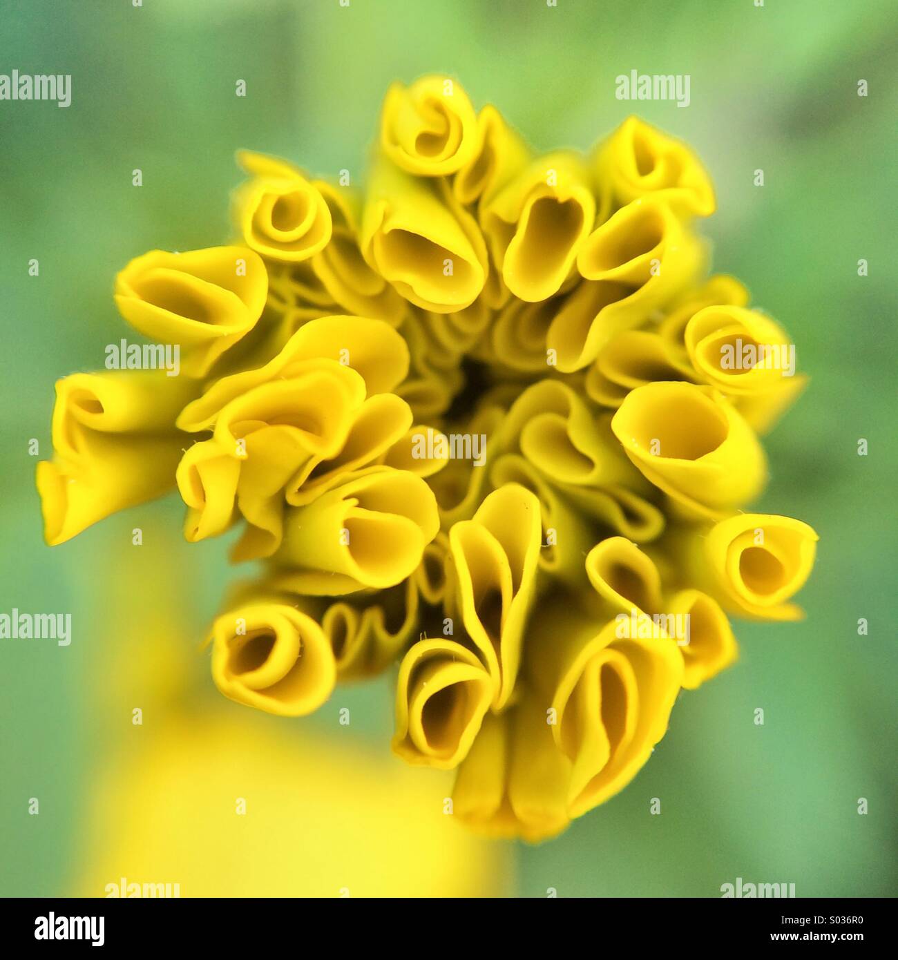 Tagetes erecta hi-res stock photography and images - Alamy