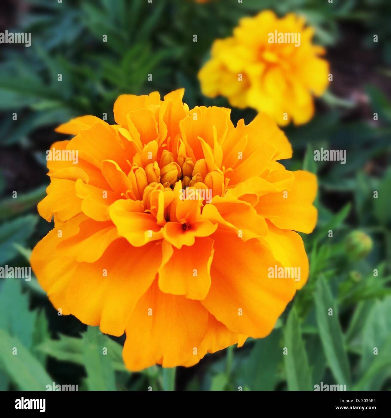 Orange tagetes erecta flower Stock Photo