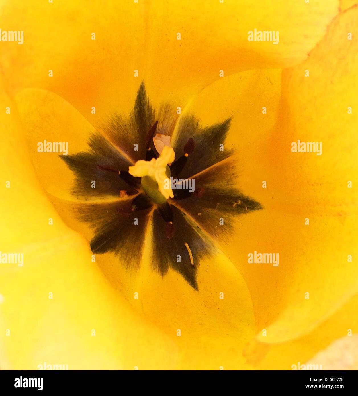 Yellow tulip centre Stock Photo