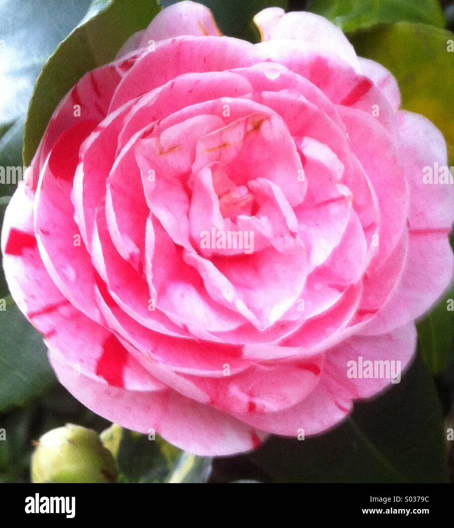 Camellia pink head Stock Photo