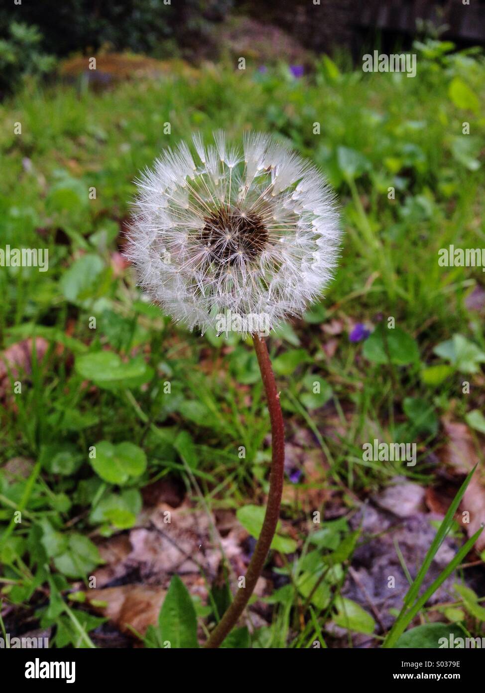 Dandelion, Great Smoky Mountains NP, Tennessee Stock Photo