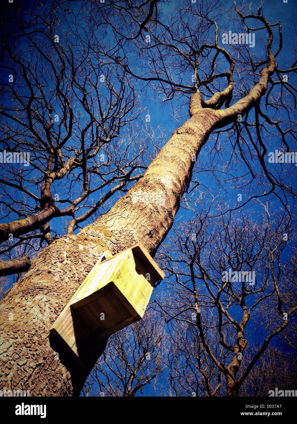 Bird box on tree - Smartphone Captured Stock Image