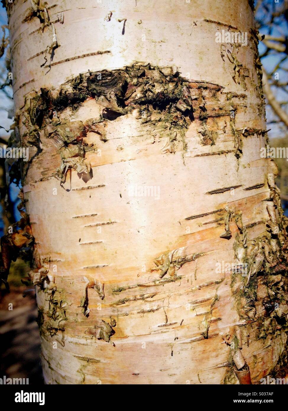 Detail of silver birch bark - Smartphone Captured Stock Image