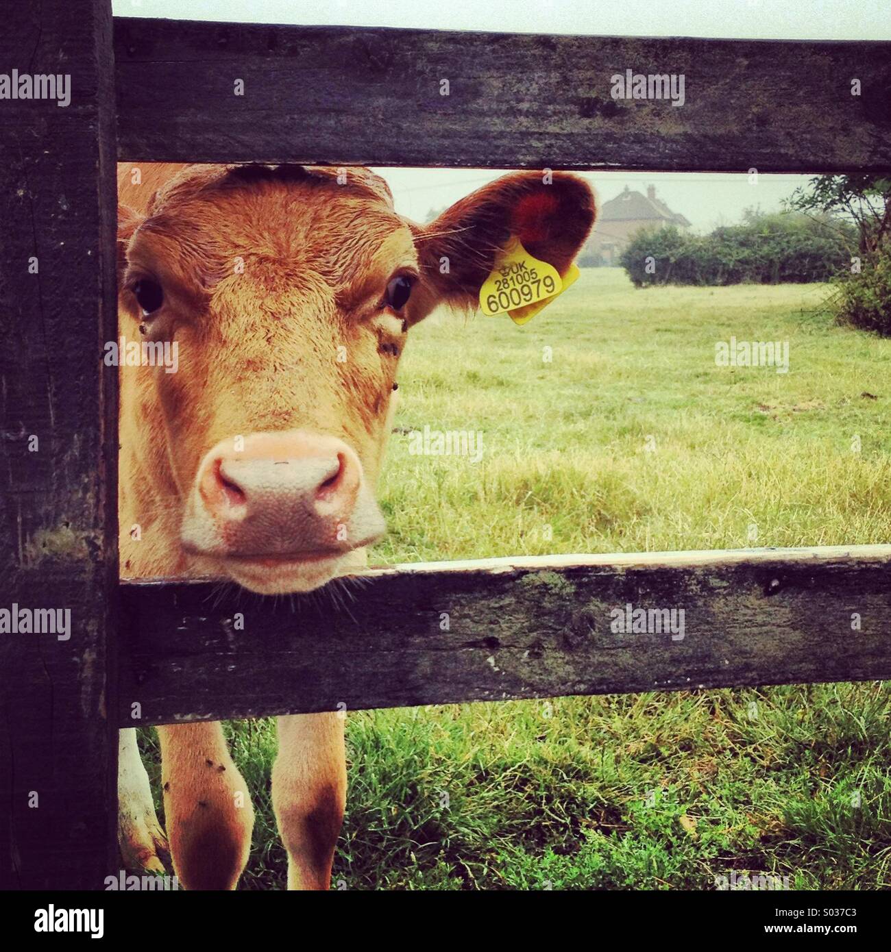 Jersey cow calf hi-res stock photography and images - Alamy