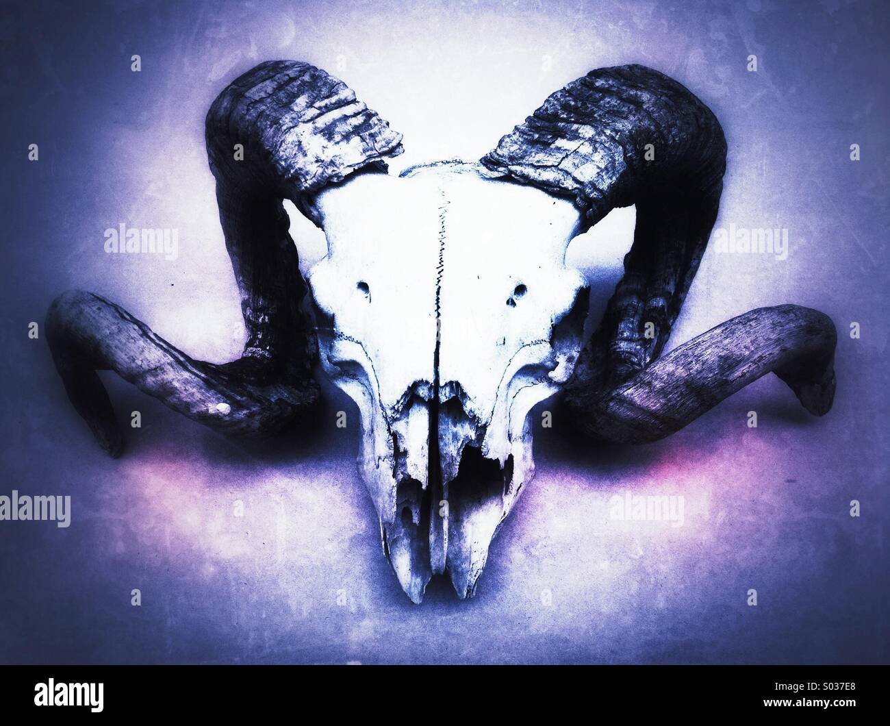 Large horns hires stock photography and images Alamy