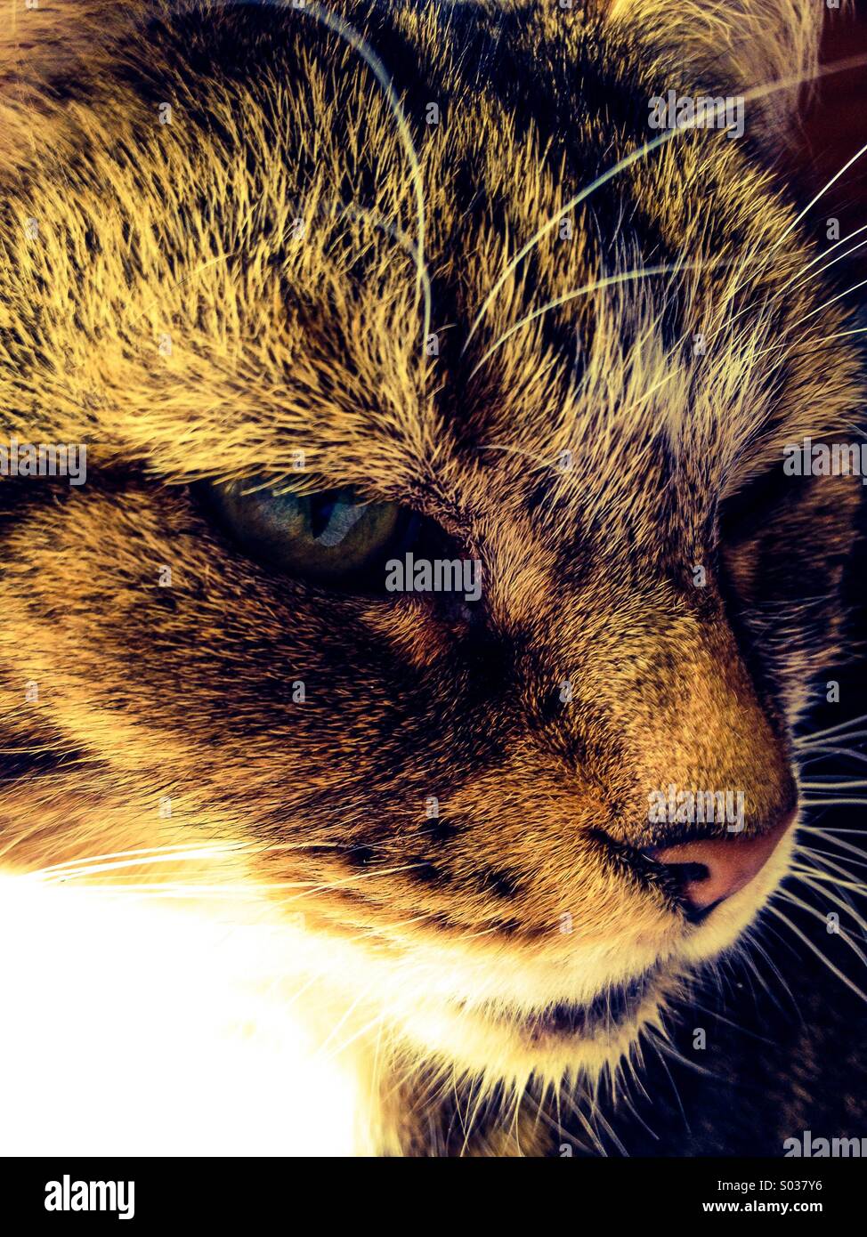 Close up of tabby cats face Stock Photo