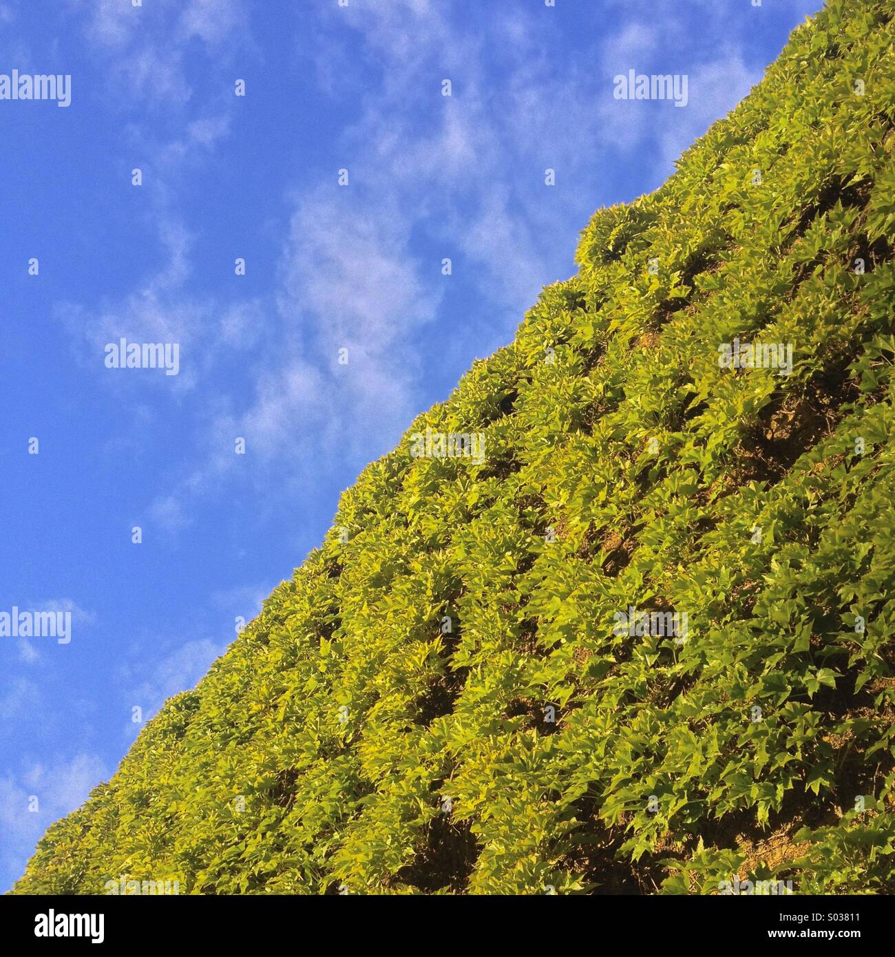 Ivy growing on building hires stock photography and images Alamy