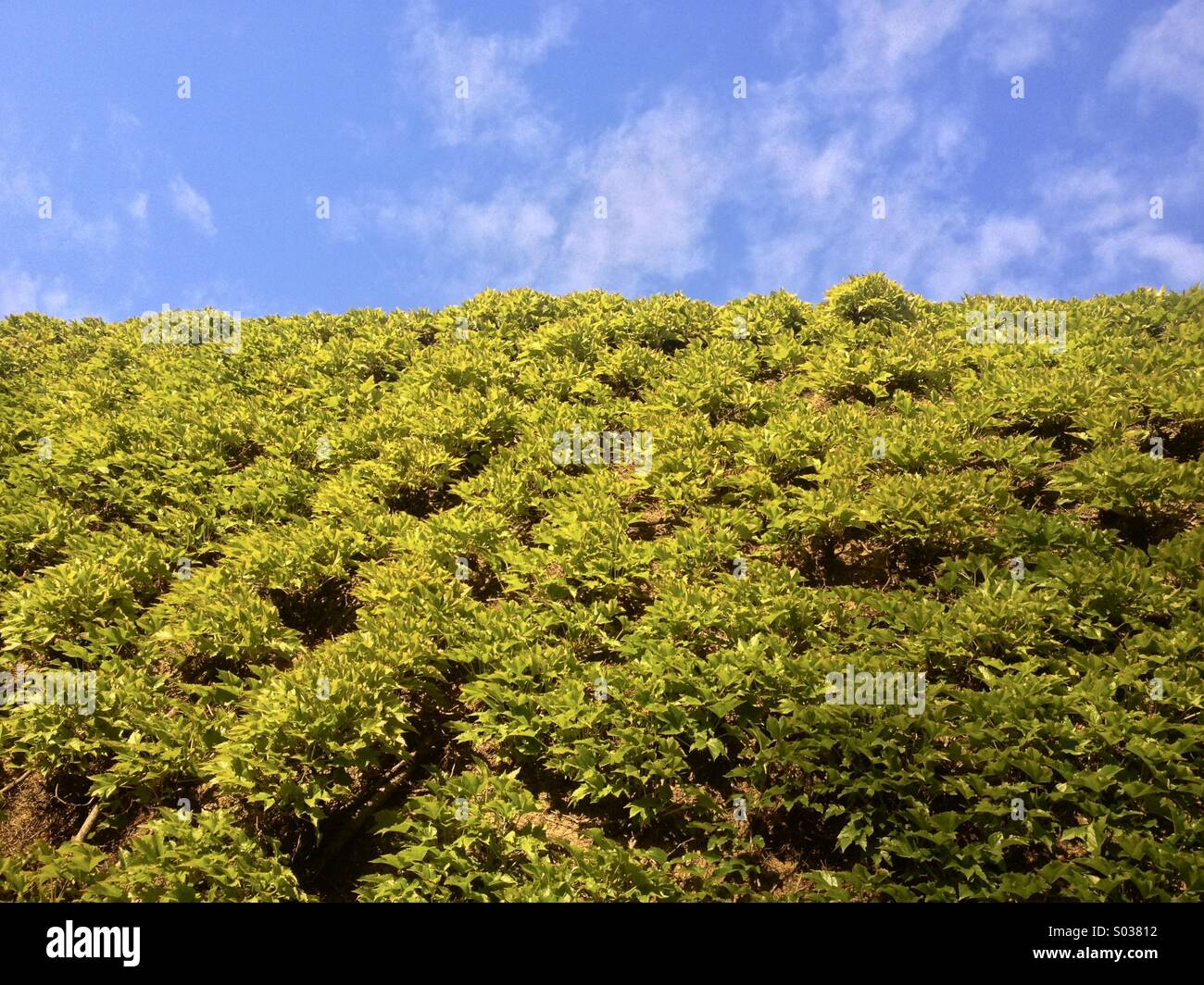 ivy growing on the side of building Stock Photo