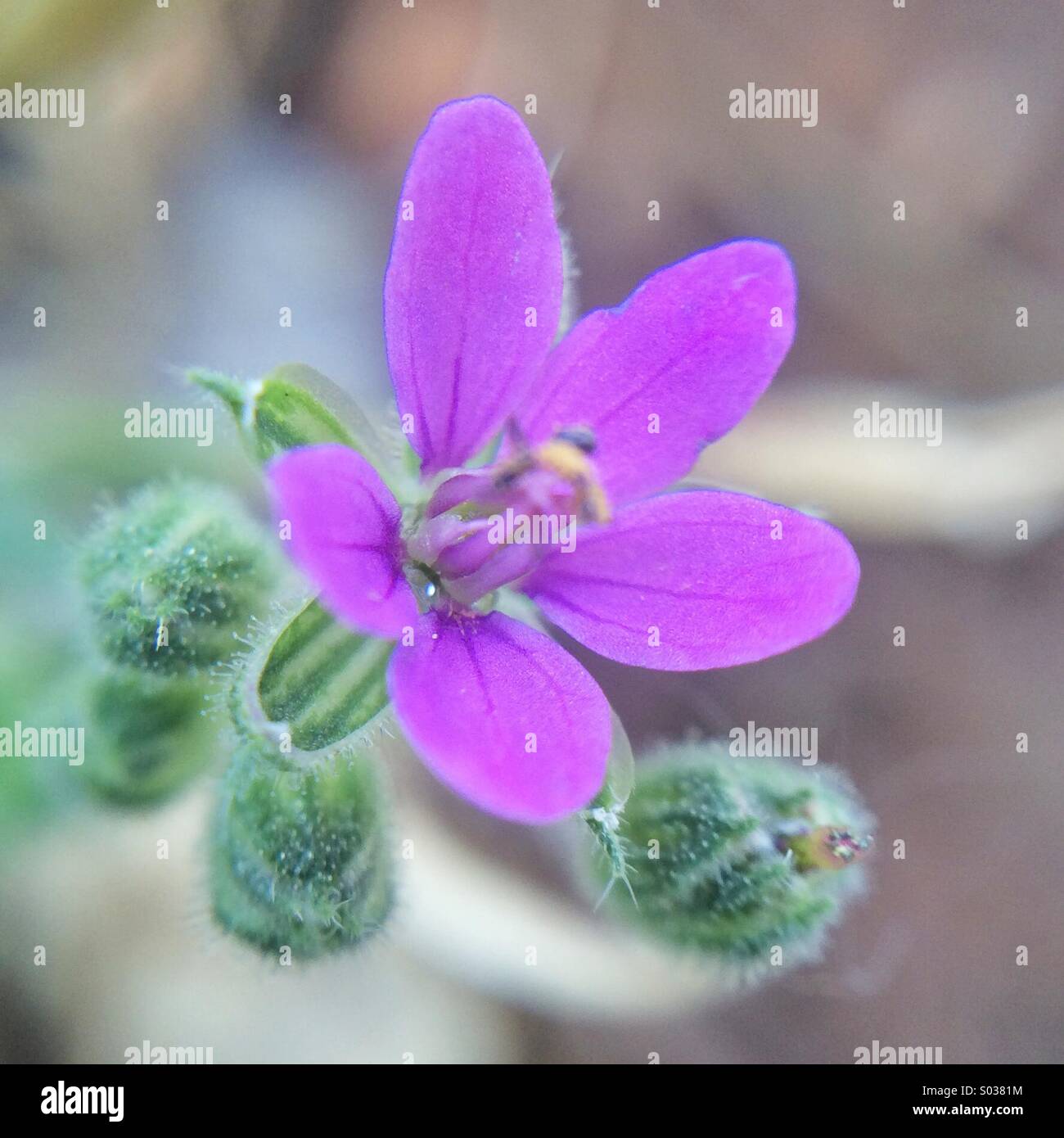 Macro of a little purple wild flower. Stock Photo