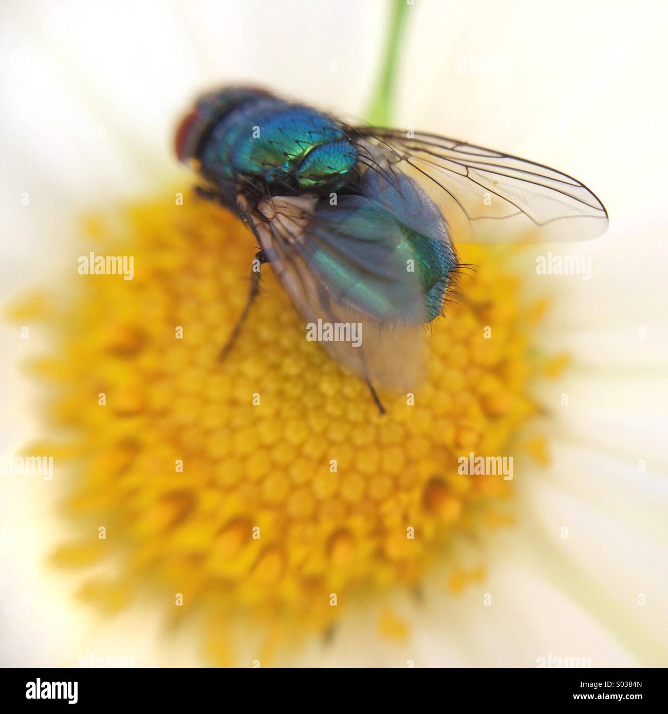 Macro of a green fly on a daisy. - Smartphone Captured Stock Image