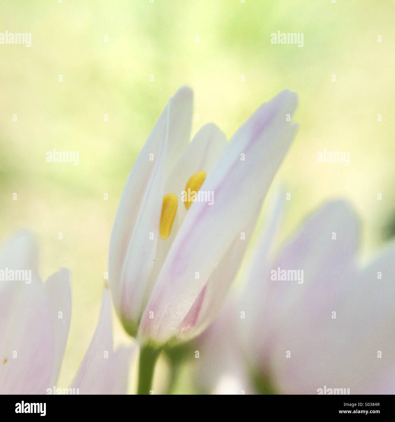 Macro of a little white flower with pink line. - Smartphone Captured Stock Image