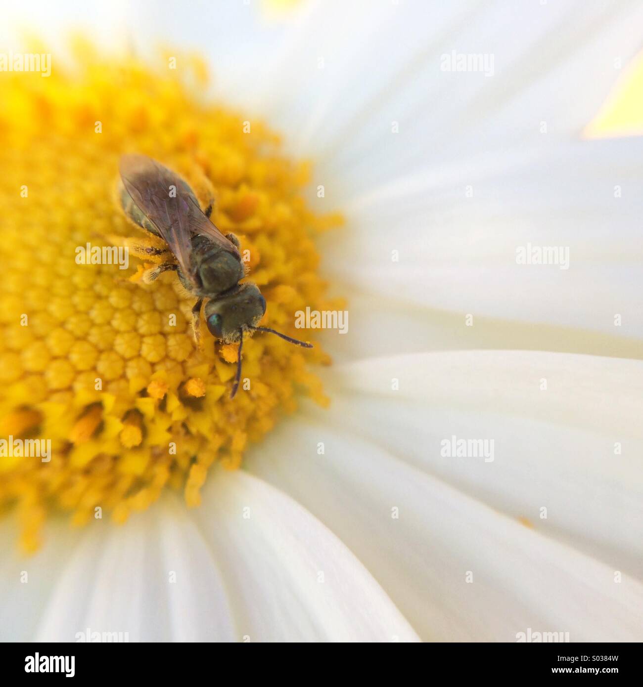 Macro of a bee on a daisy. Stock Photo