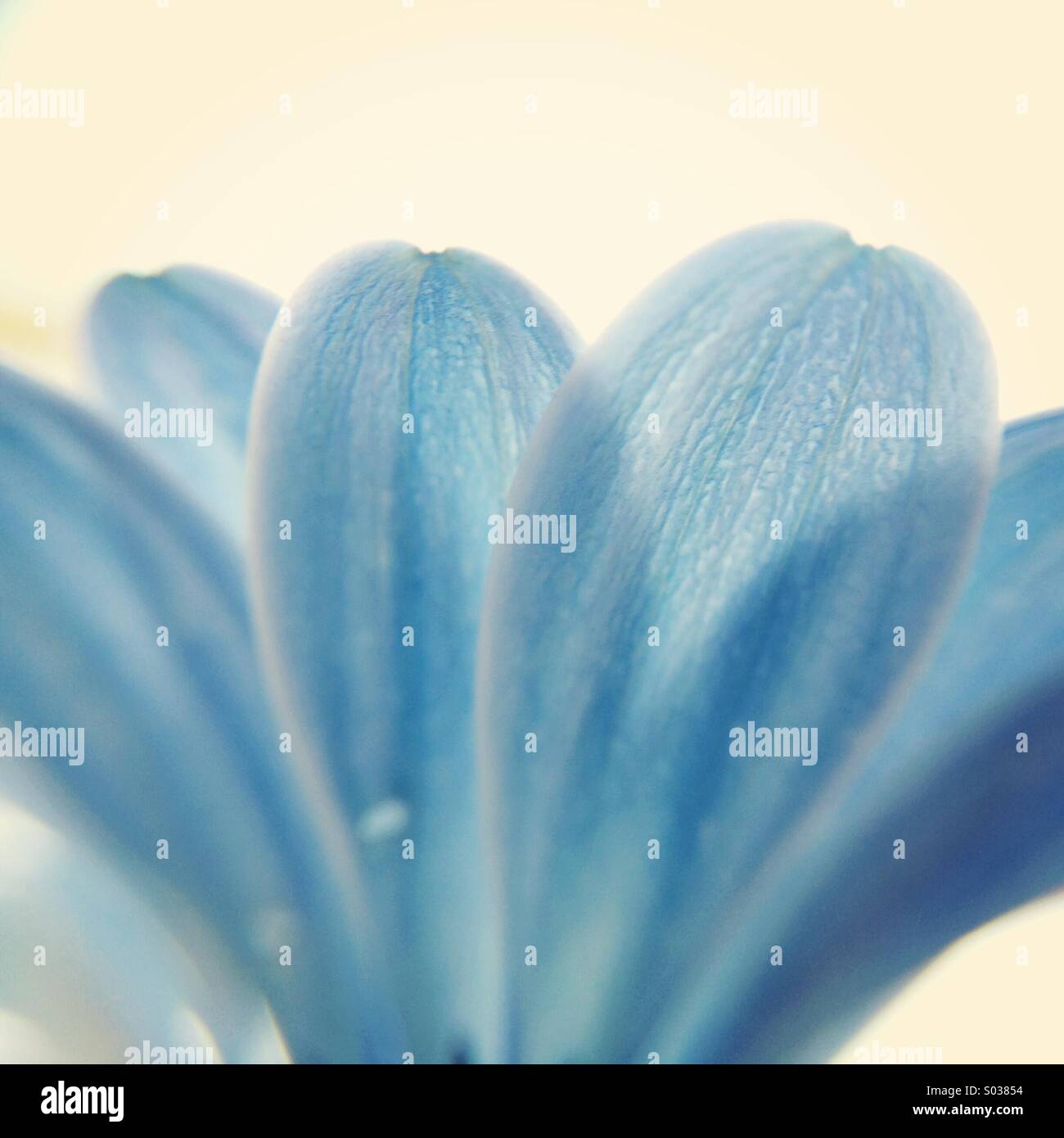 Macro of the petals of a blue Osteospermum flower. Stock Photo