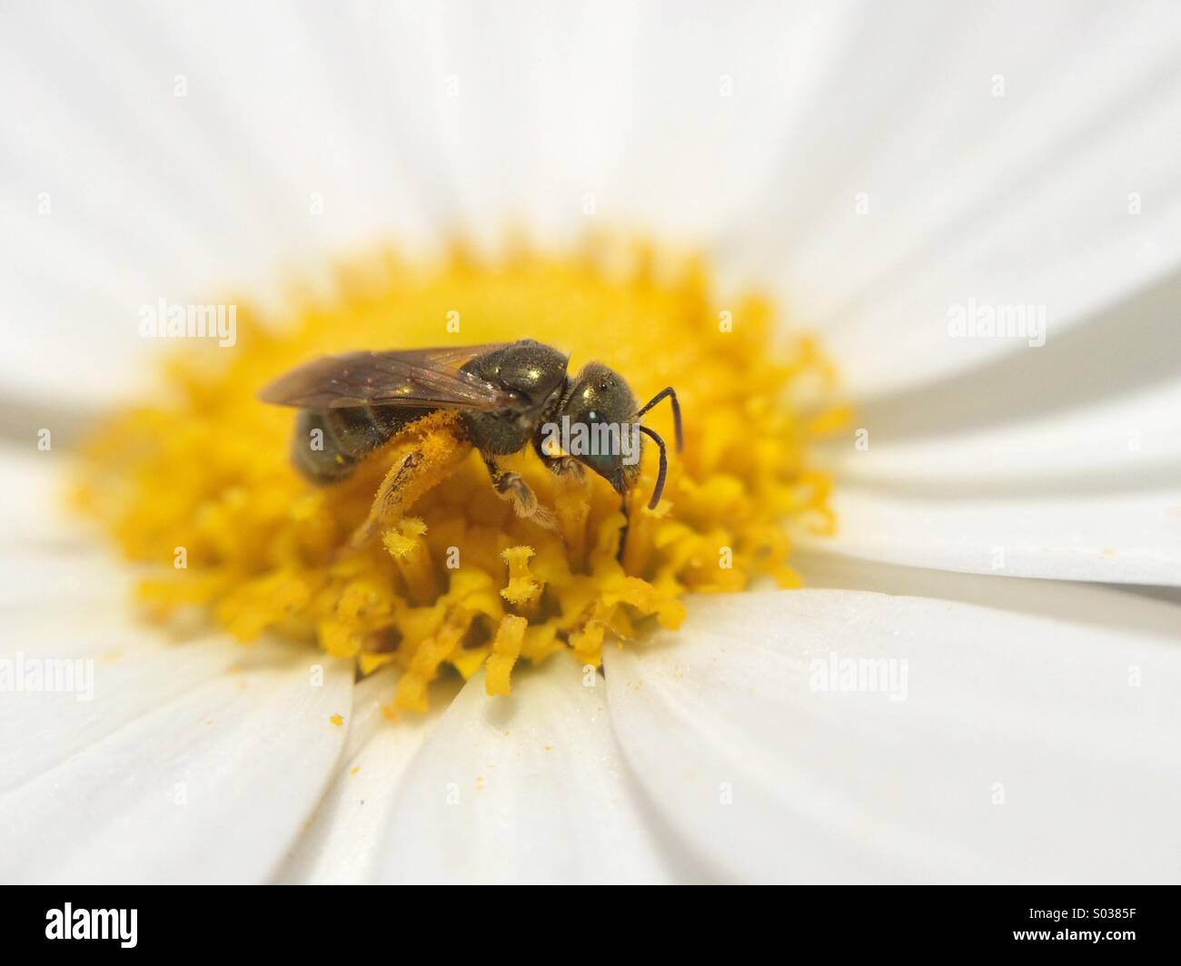 Macro of a bee on a daisy. Stock Photo