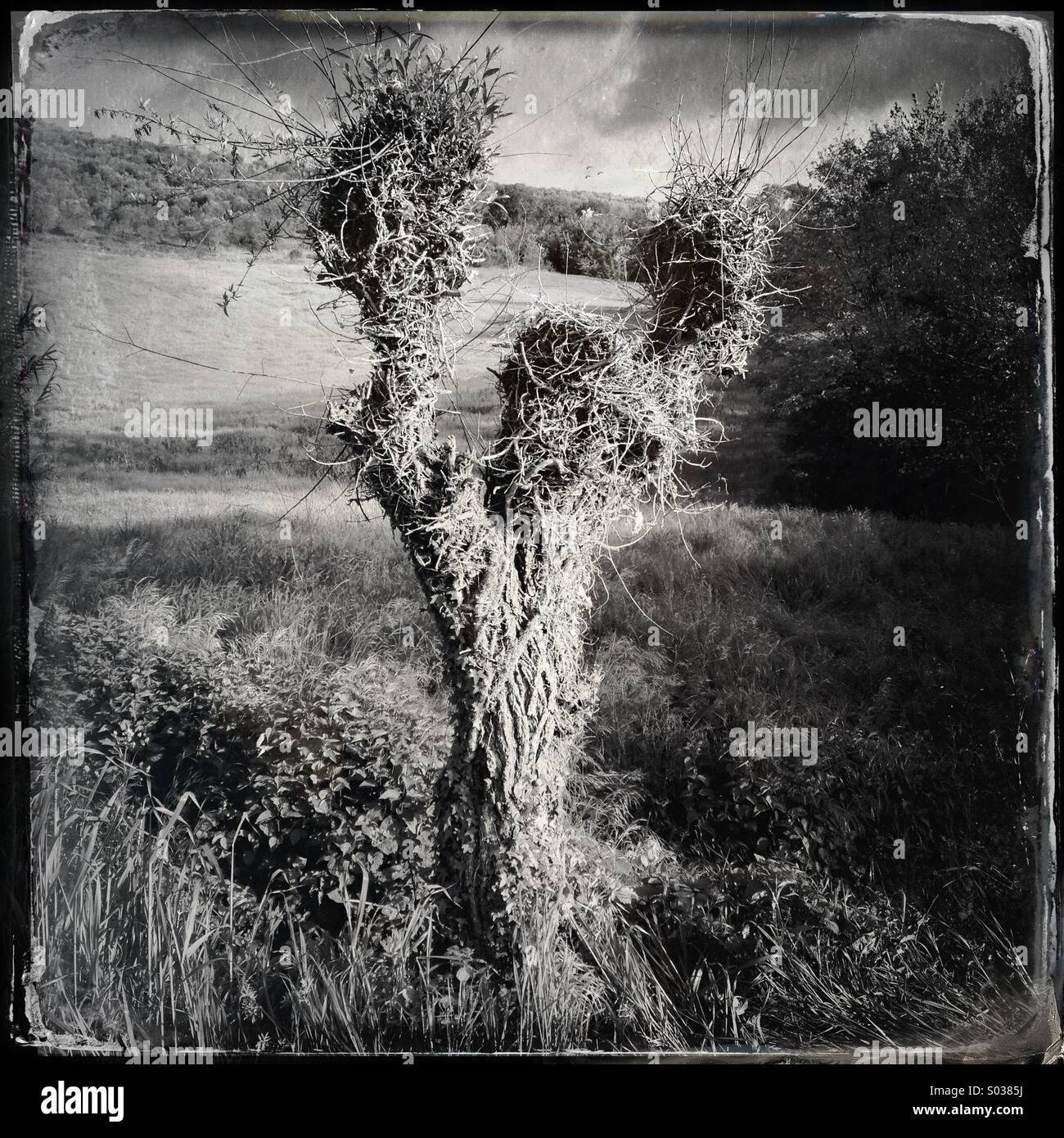 Anthropomorphic tree hi-res stock photography and images - Alamy