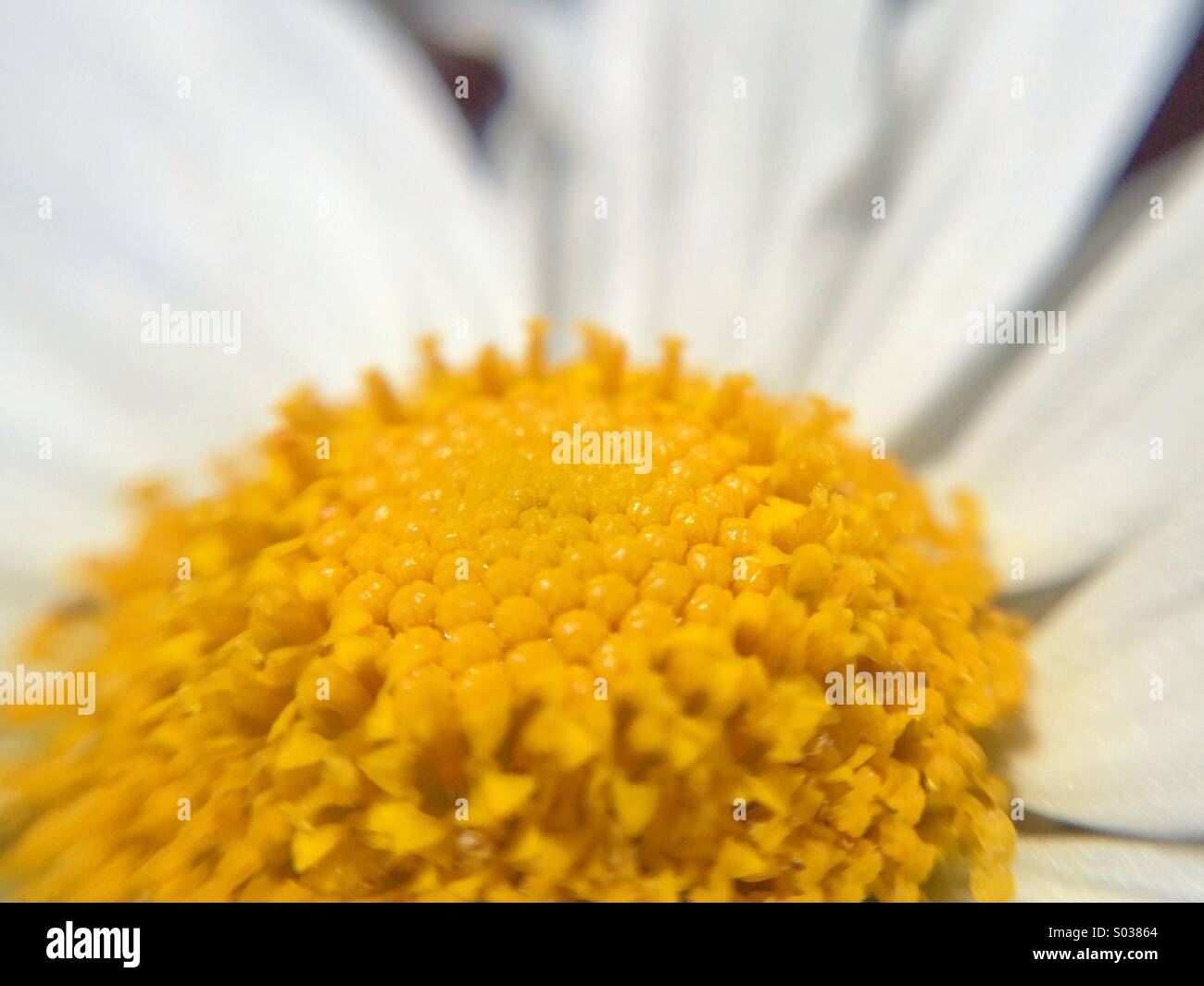 Macro of a daisy Stock Photo - Alamy