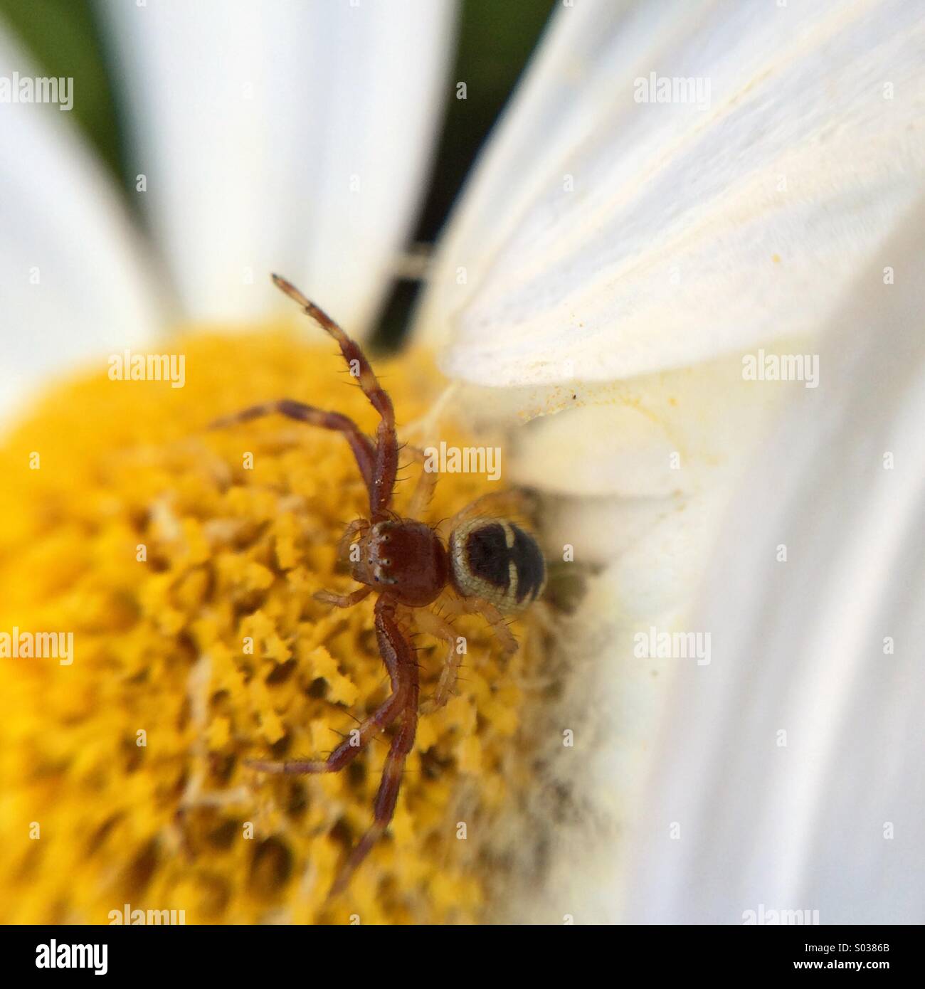 Macro of a spider on a daisy. Stock Photo