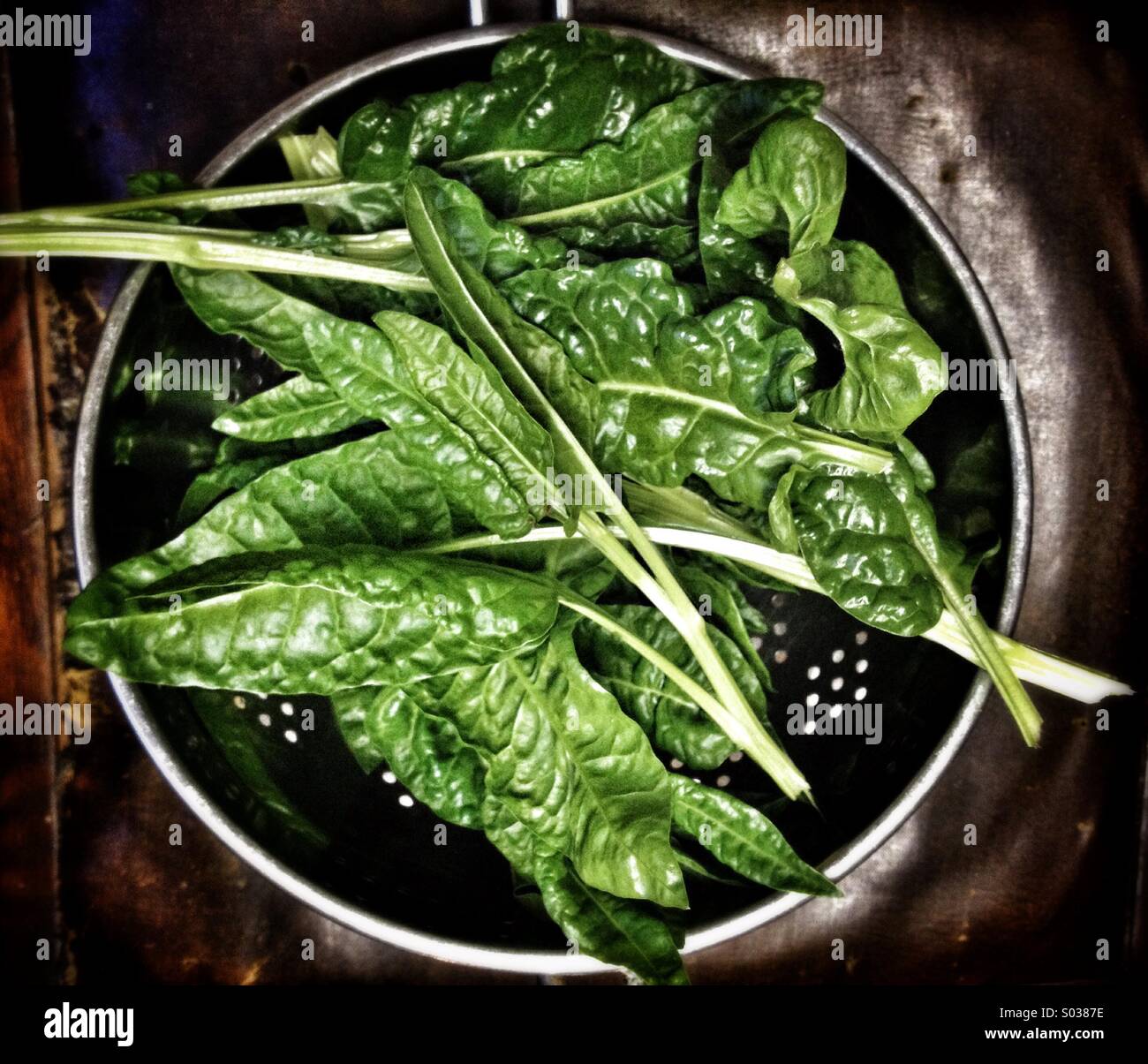 Freshly harvested spinach beet leaves in a colander Stock Photo