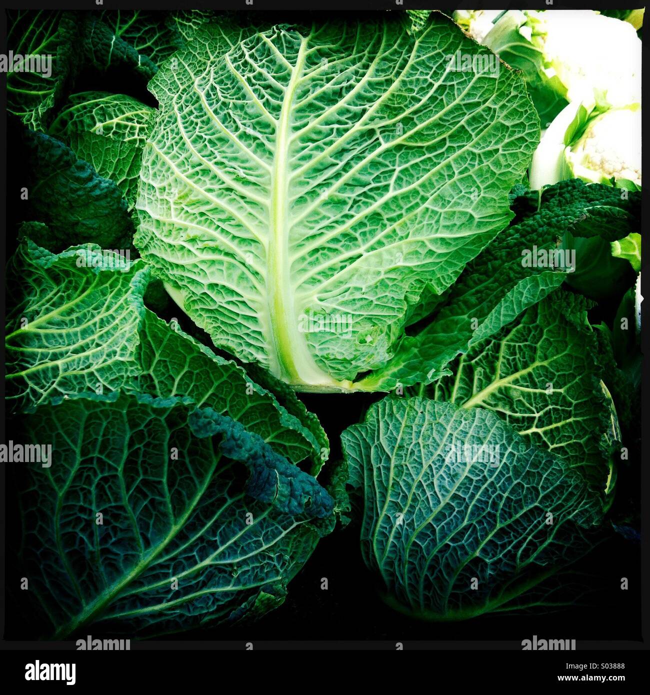 Cabbage - Smartphone Captured Stock Image
