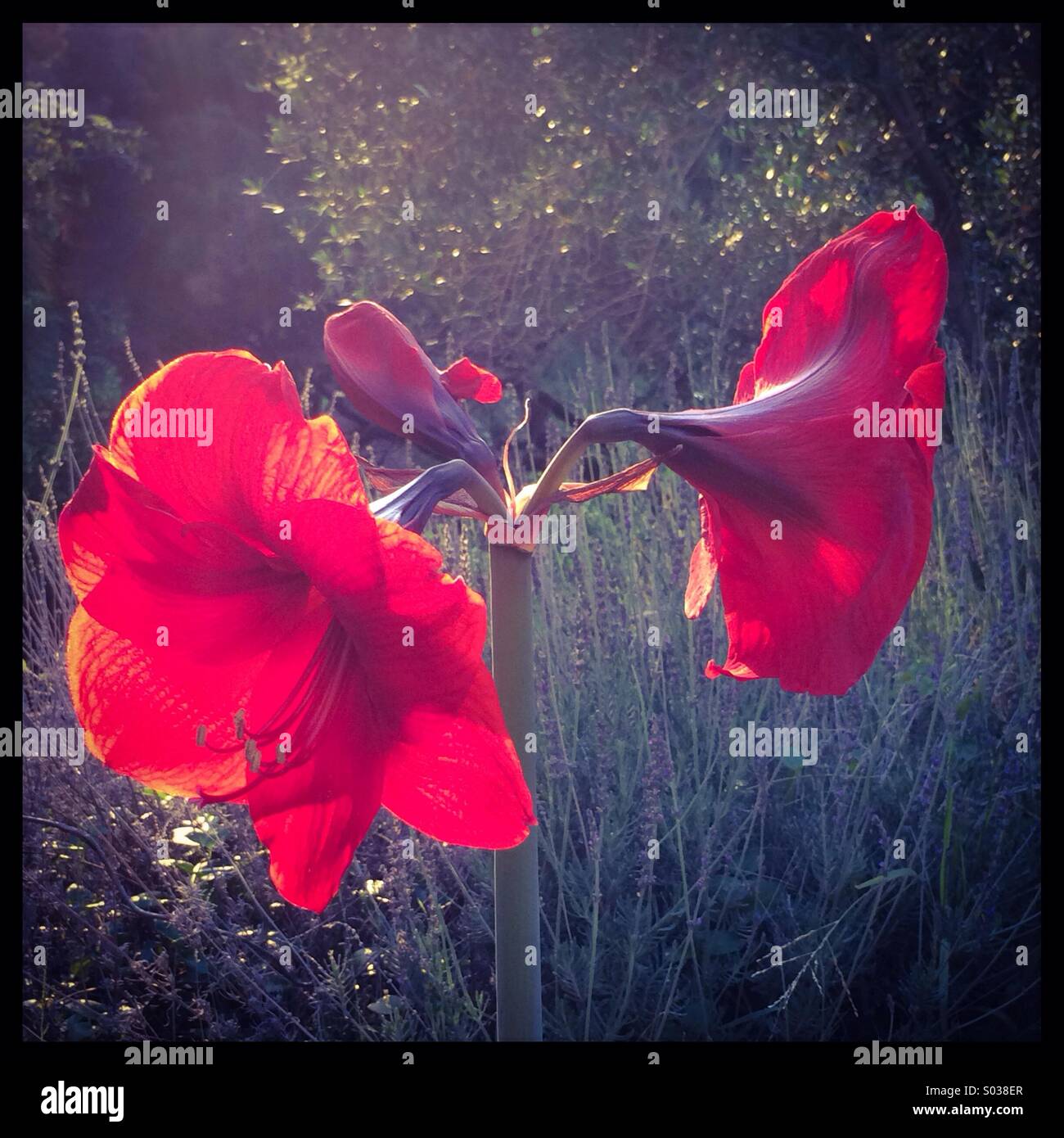 Red Amaryllis flowers Stock Photo