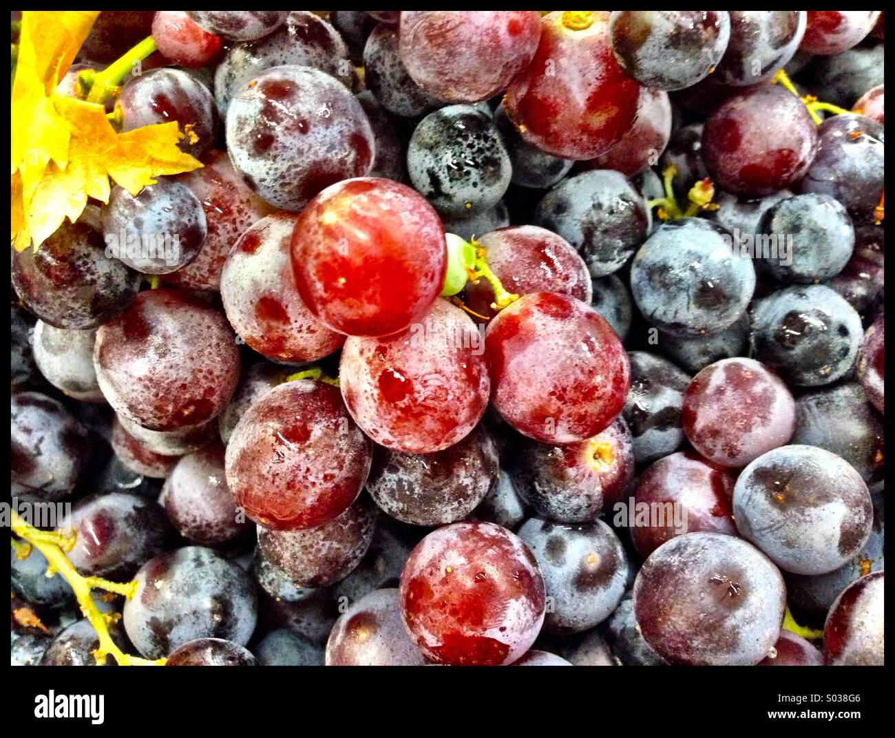 Wine berries hires stock photography and images Alamy