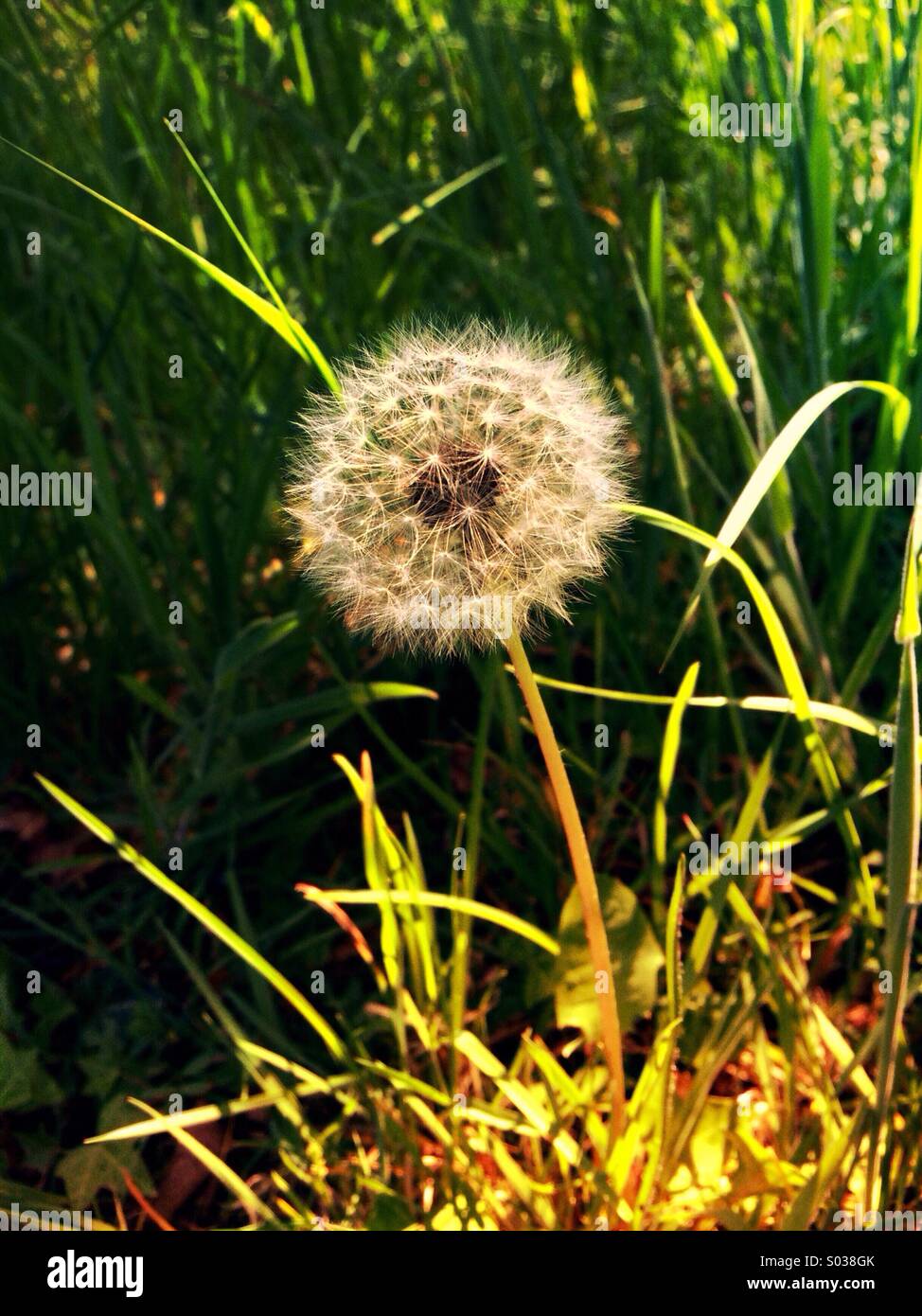 Dandelion (Taraxacum) - Smartphone Captured Stock Image