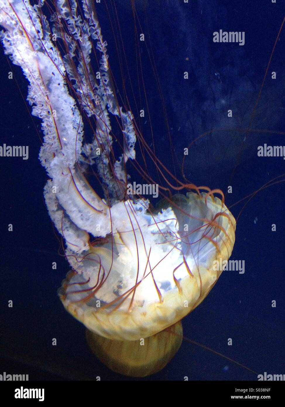 Jellyfish are seasoned kings Stock Photo Alamy