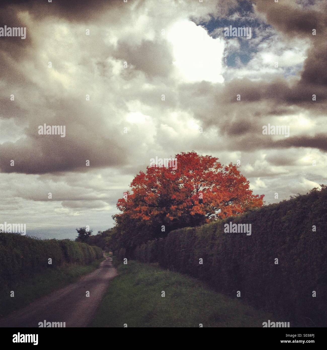 Stormy sky in the countryside, with a beautiful Autumn tree - Smartphone Captured Stock Image
