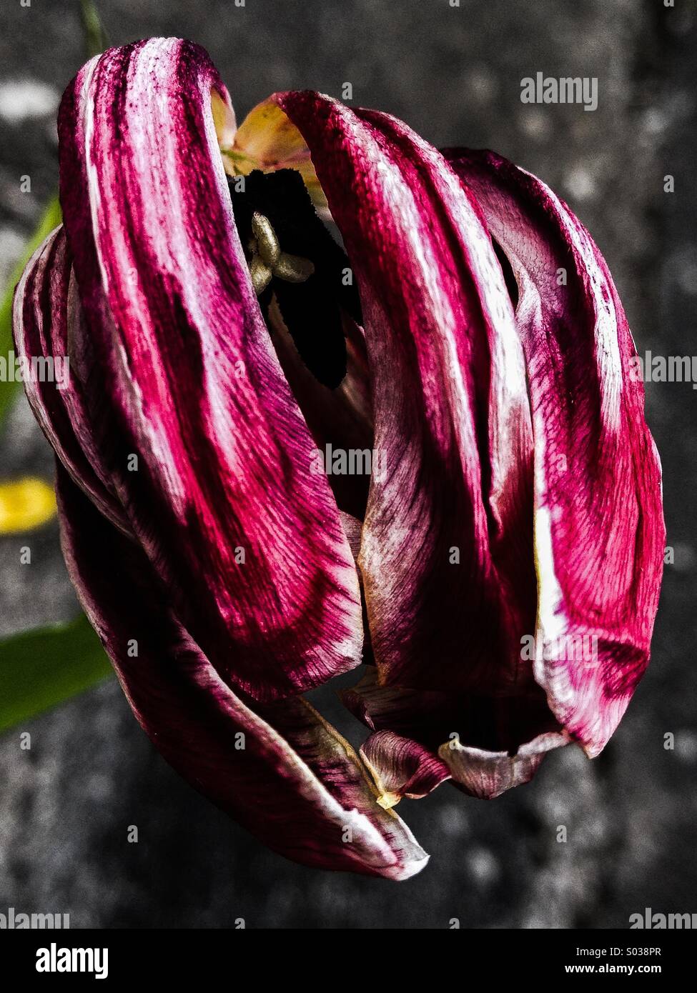 Wilting tulip flower Stock Photo