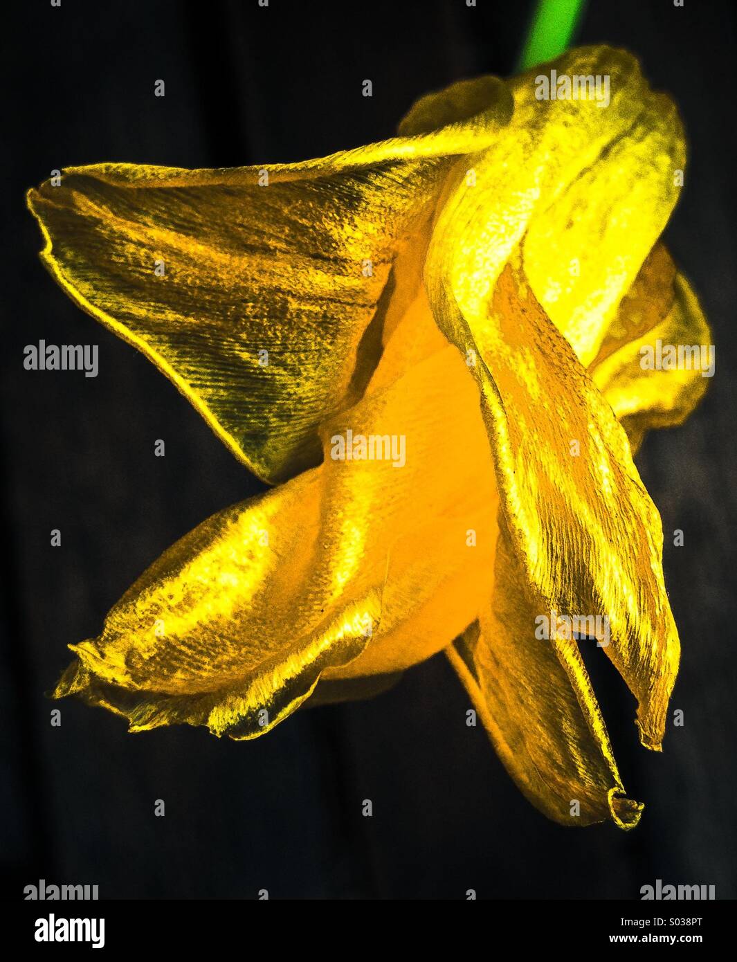Wilting yellow tulip flower Stock Photo