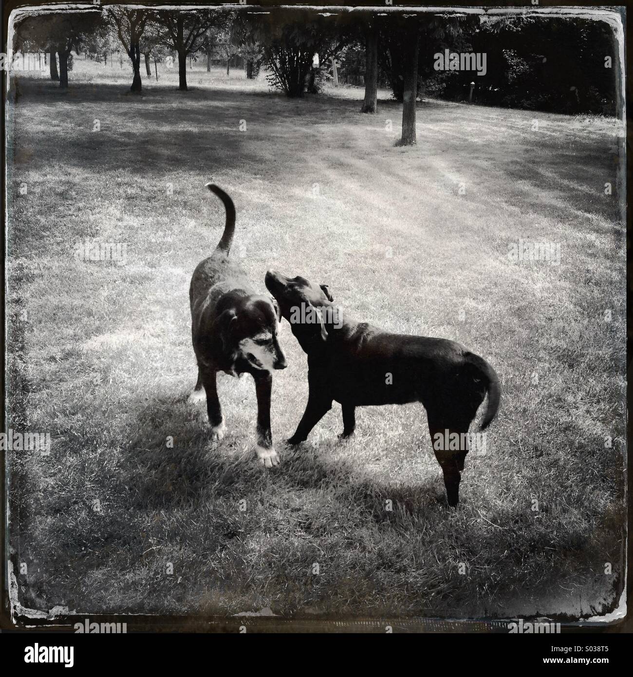 Two dogs in a garden Stock Photo - Alamy