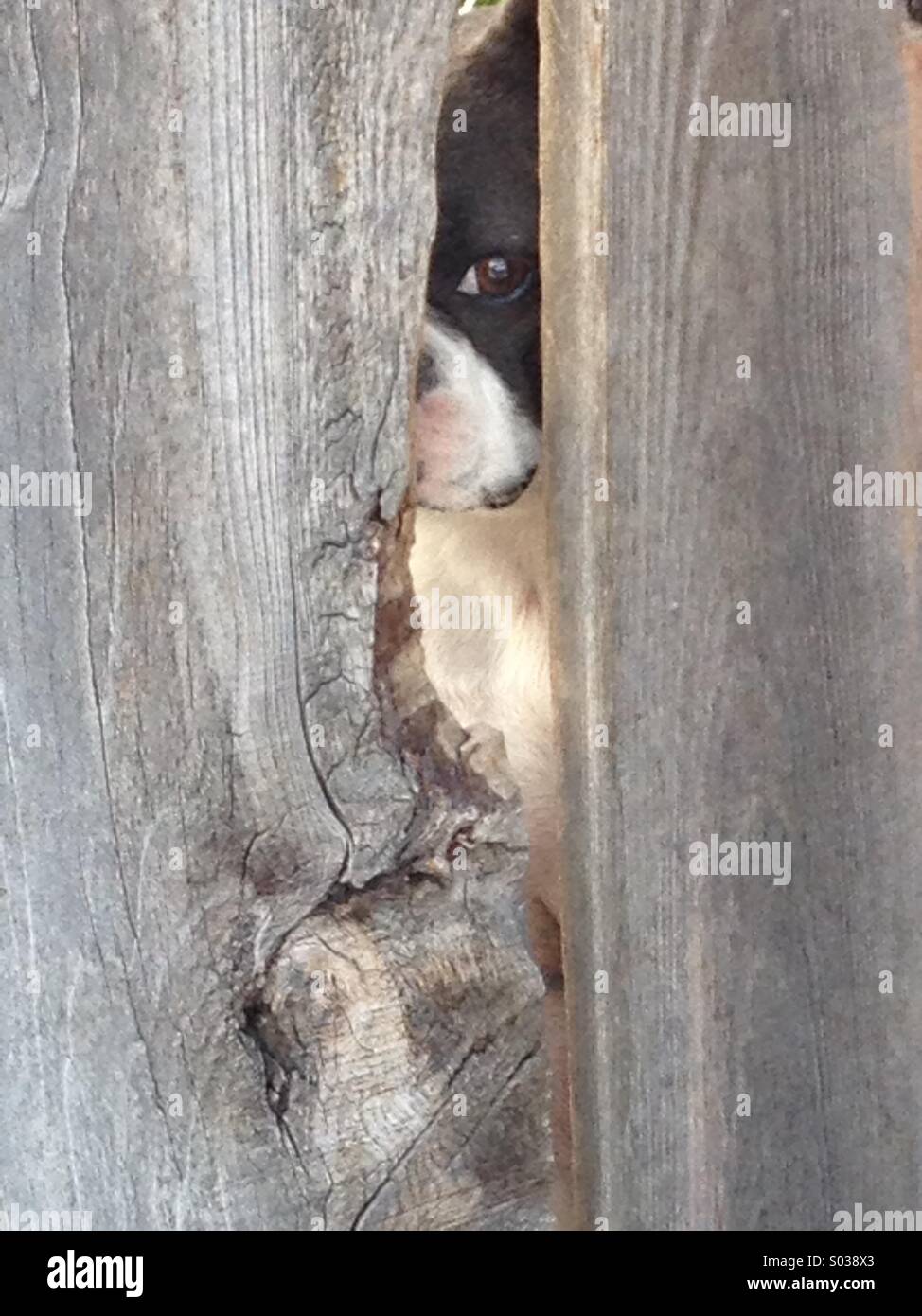 Dog eye hole fence hires stock photography and images Alamy