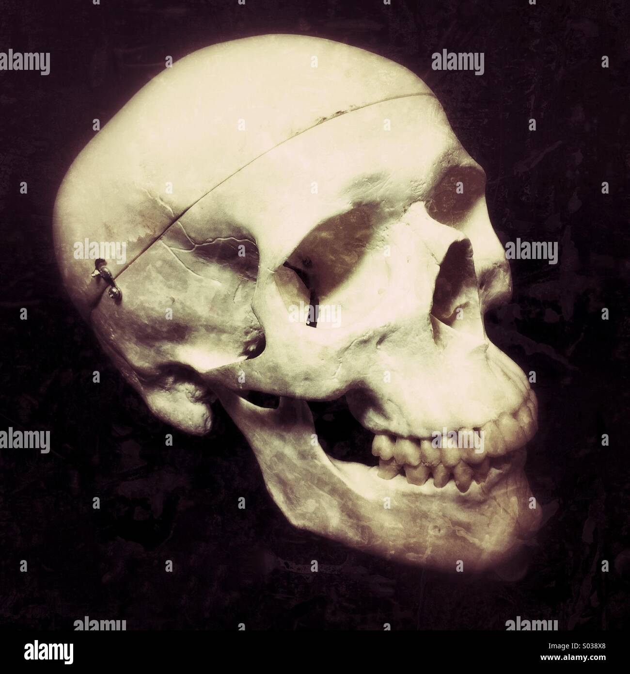 Human skull - Smartphone Captured Stock Image