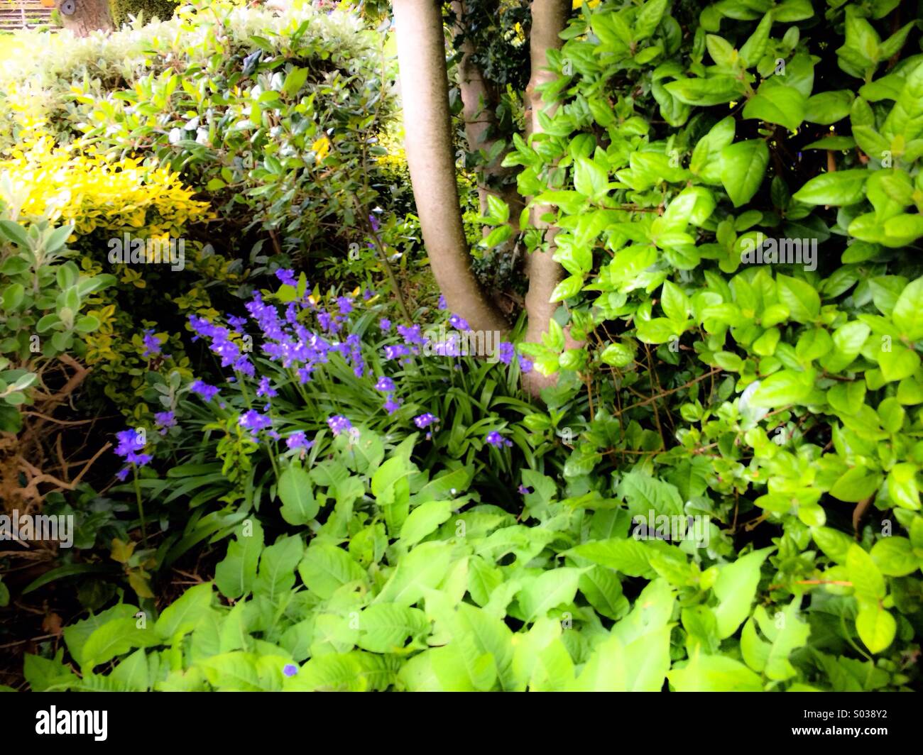 Bluebells in a garden Stock Photo