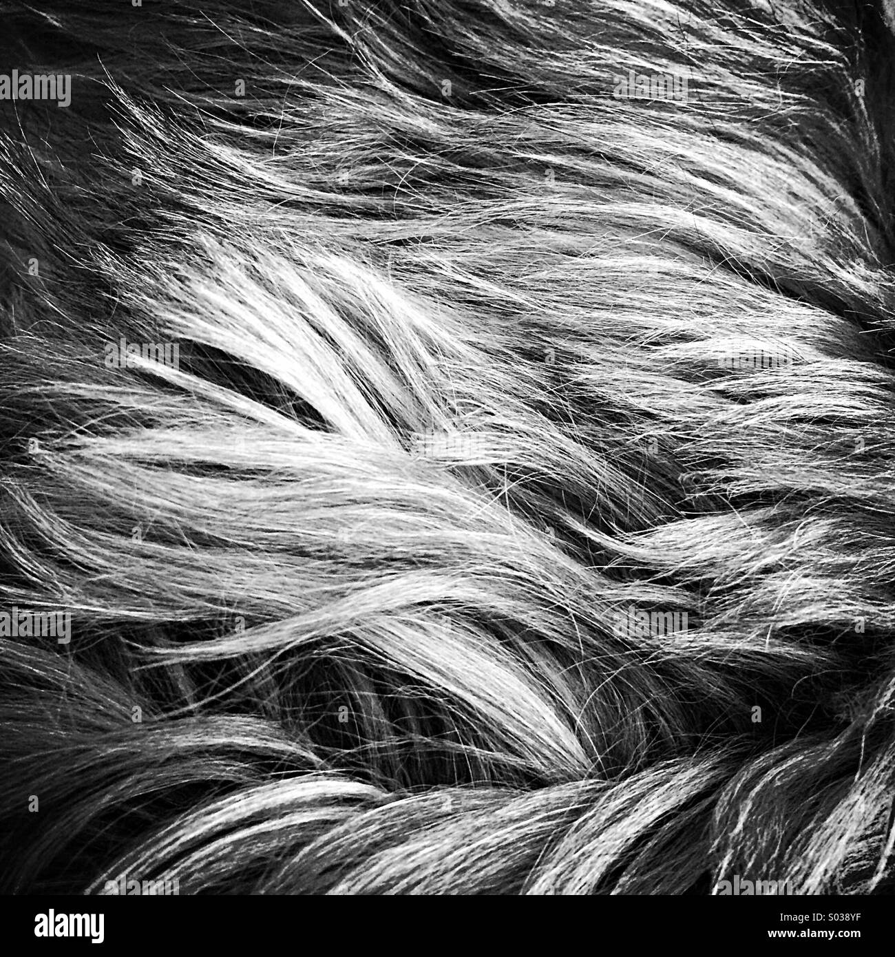 Black shih tzu Black and White Stock Photos & Images - Alamy