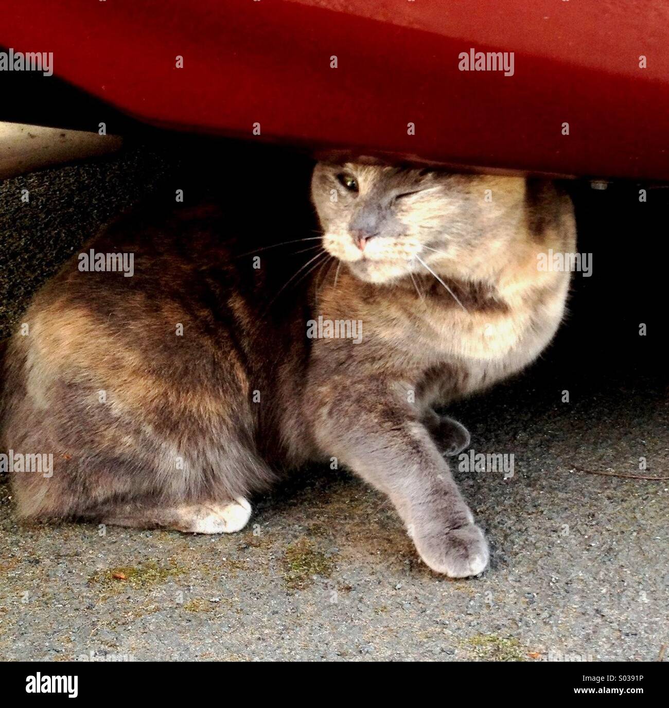 Cat Hiding under Car Stock Photo Alamy