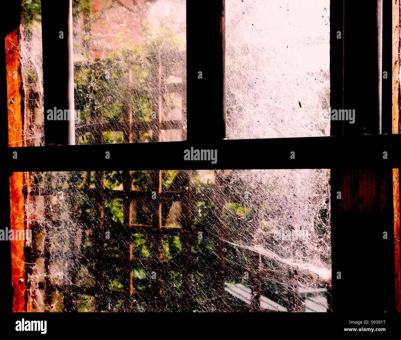 Ladder in Shed Window - Smartphone Captured Stock Image