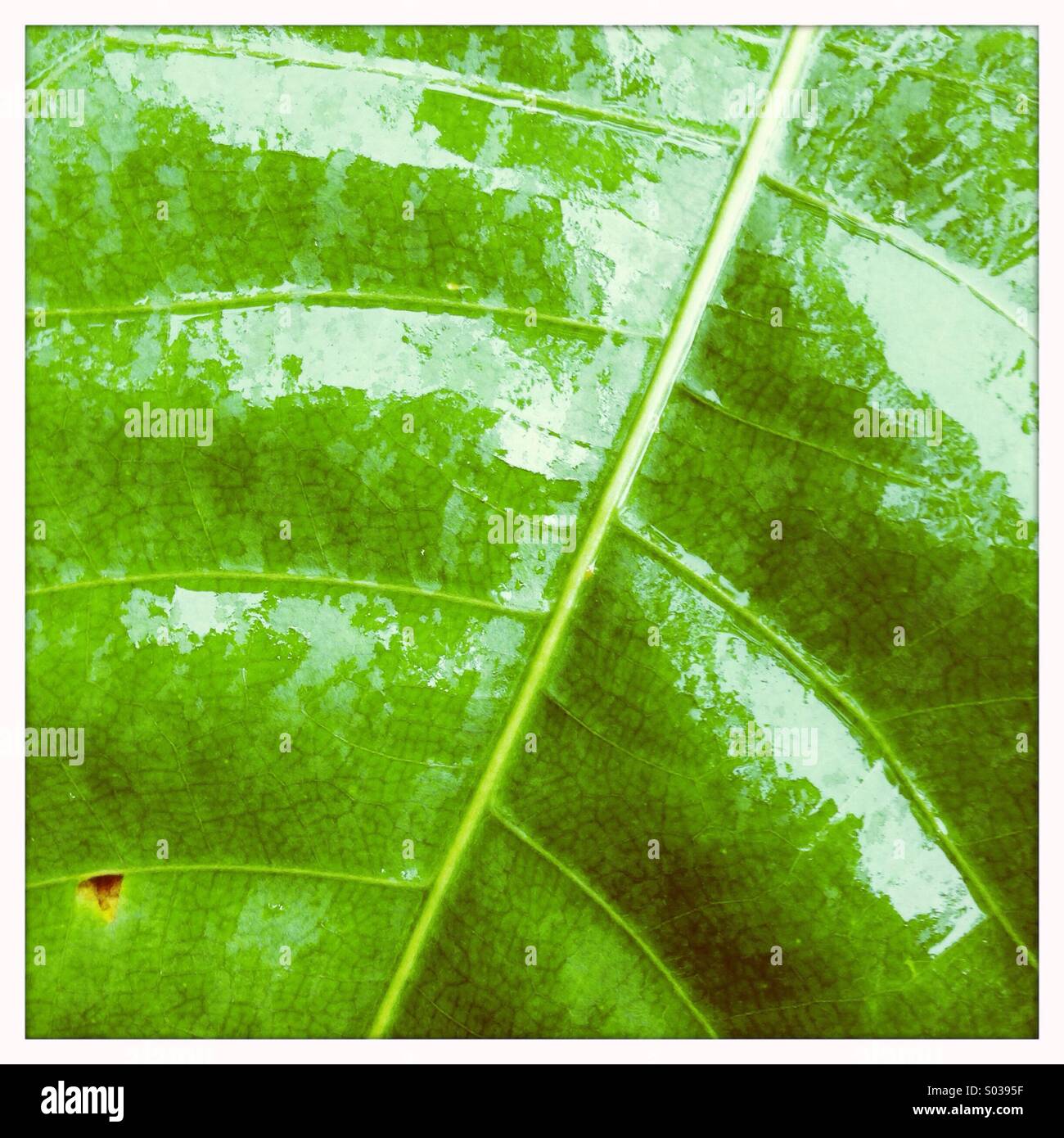 Jungle leaf hi-res stock photography and images - Alamy