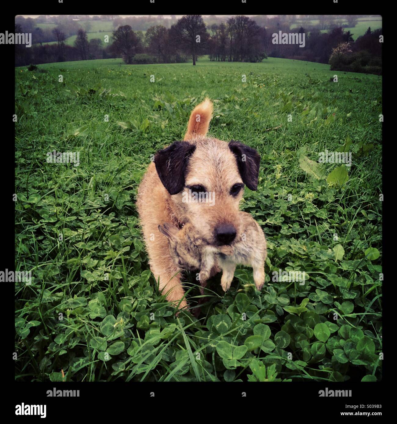 Hunt terrier hires stock photography and images Alamy