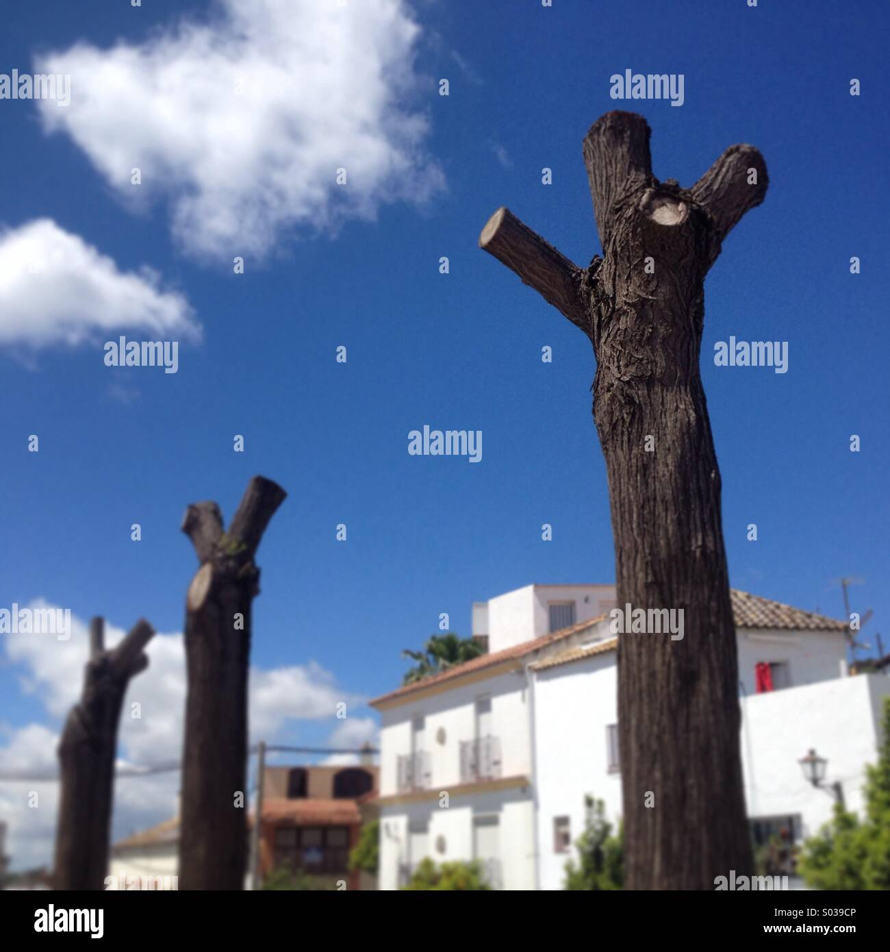 Over prunned trees in Prado del Rey, Cadiz province, Andalusia, Spain - Smartphone Captured Stock Image