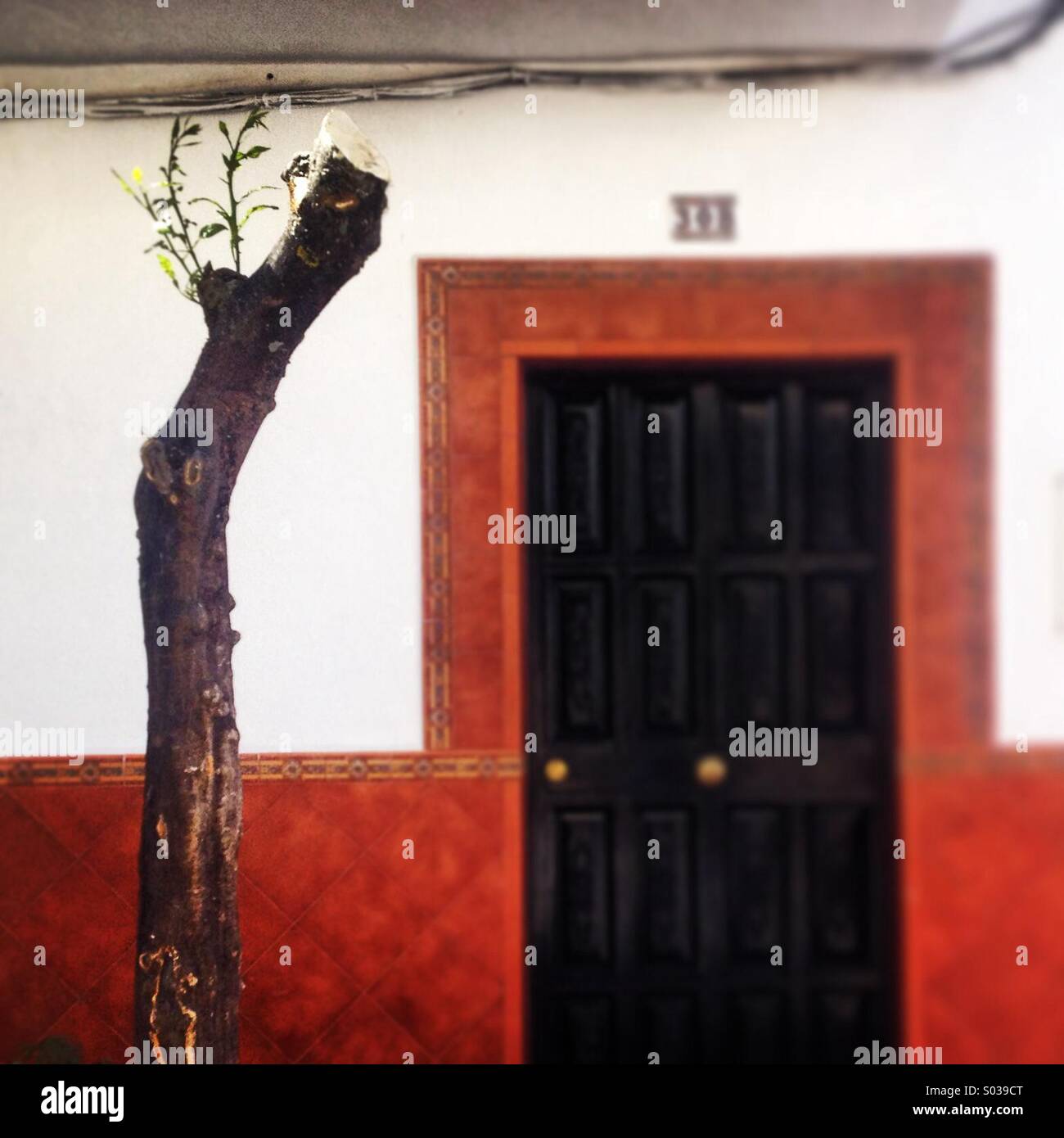 An over pruned orange tree in Prado del Rey, Cadiz province, Andalusia, Spain - Smartphone Captured Stock Image