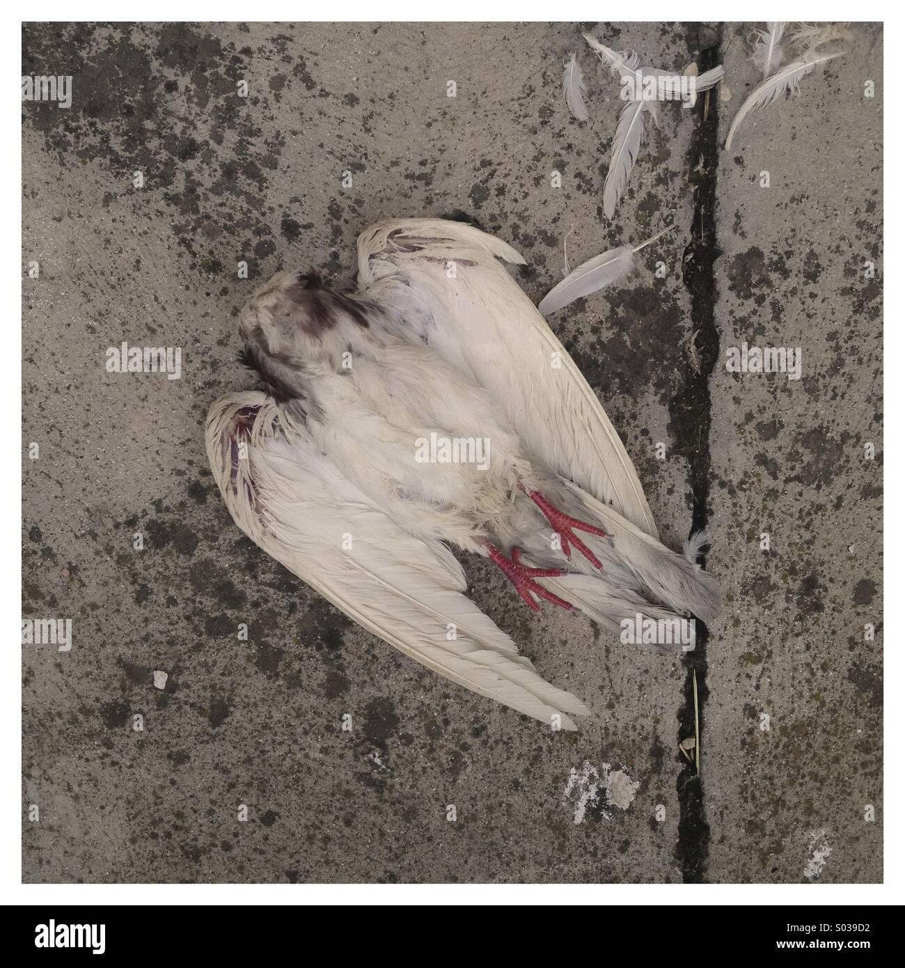 Dead dove killed from a cat - Smartphone Captured Stock Image