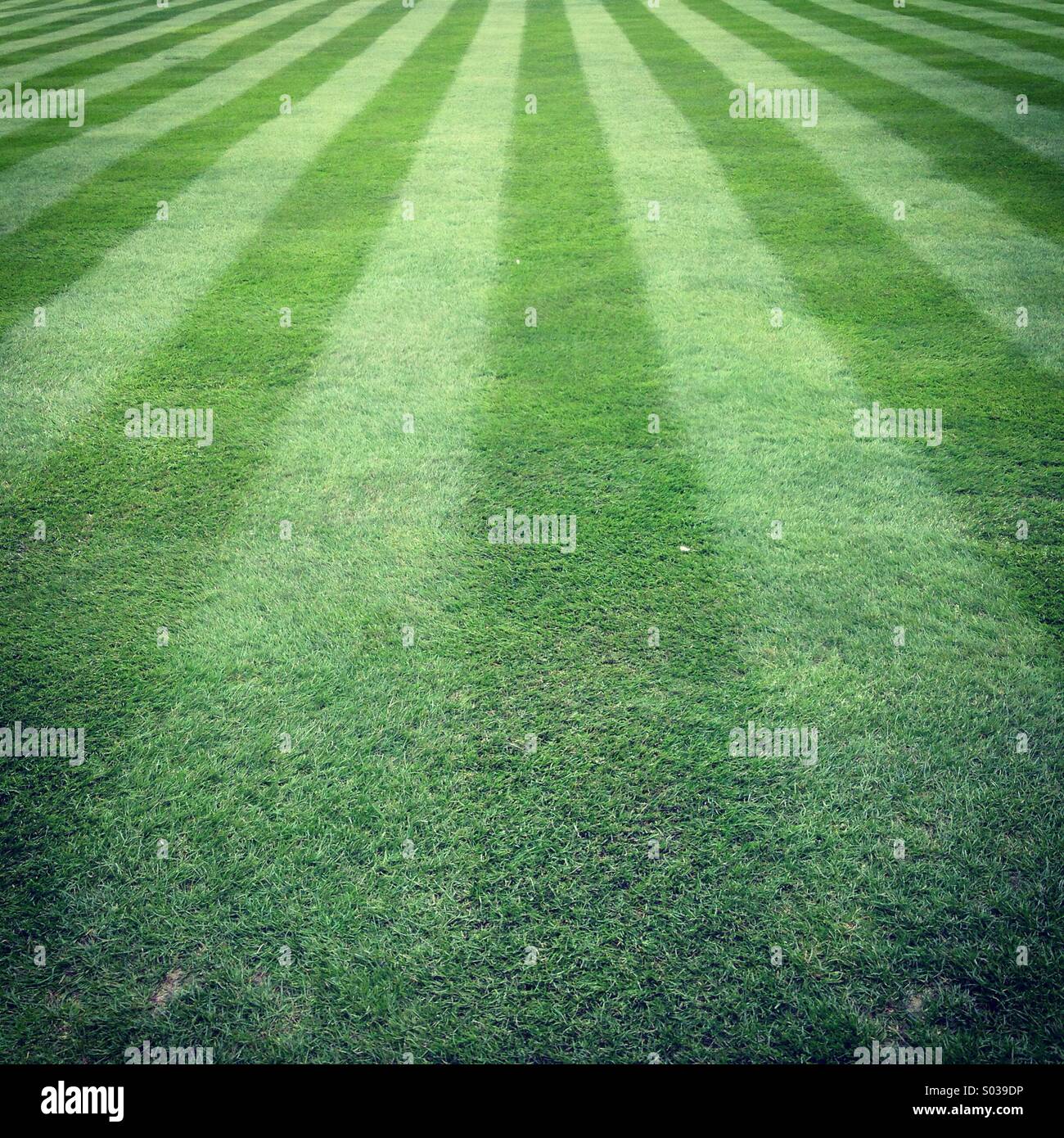 Well cut green stripey grass. Stock Photo