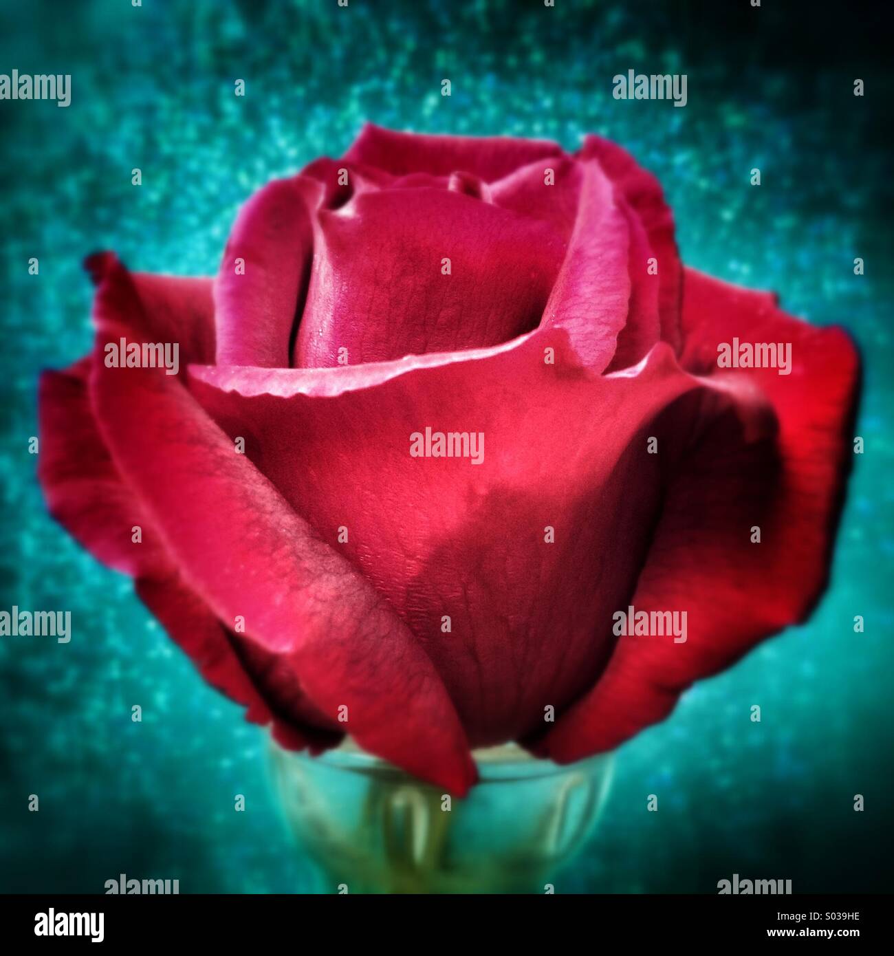 Red rose on vibrant blue green background Stock Photo